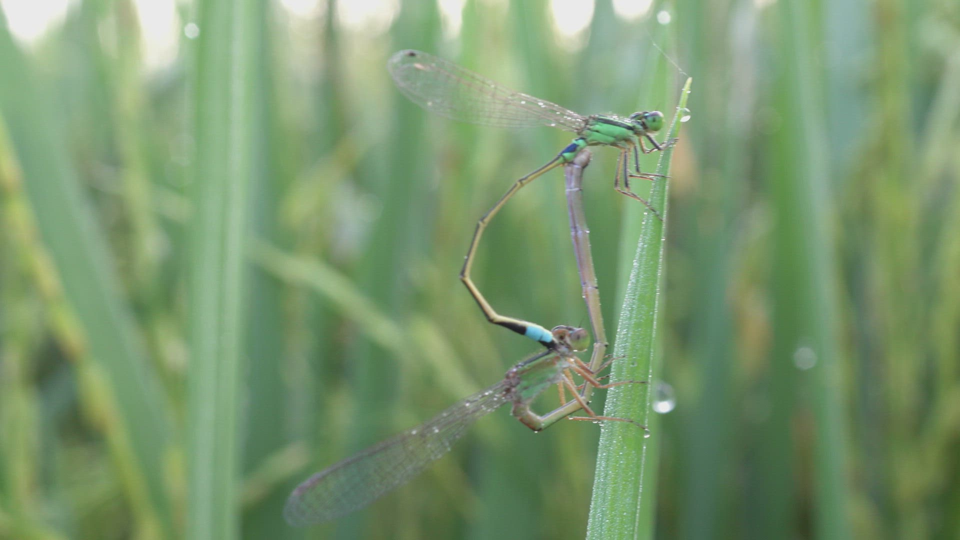 Damselfly mating on leaf paddy field
