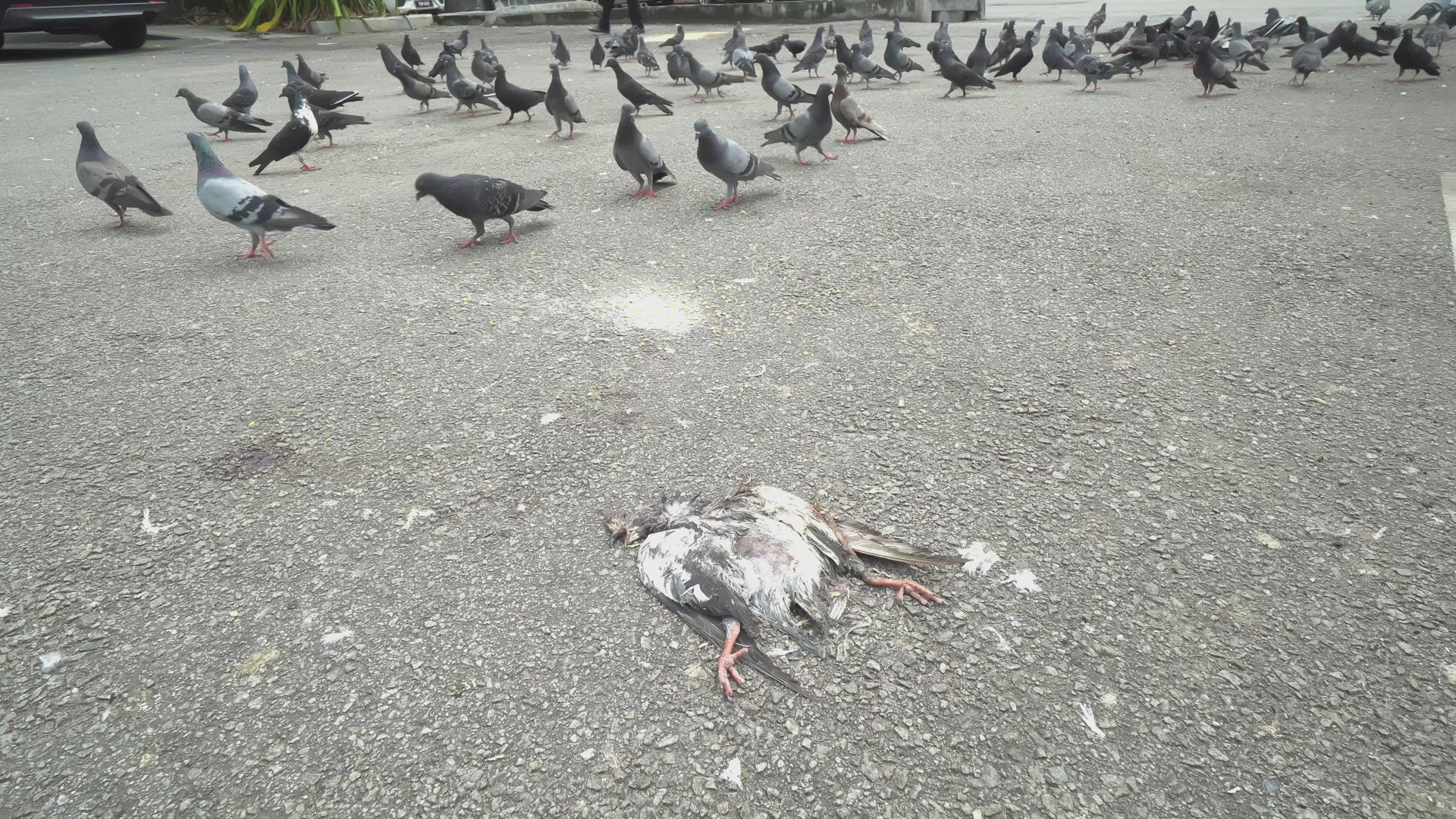 Dove lied on the asphalt road