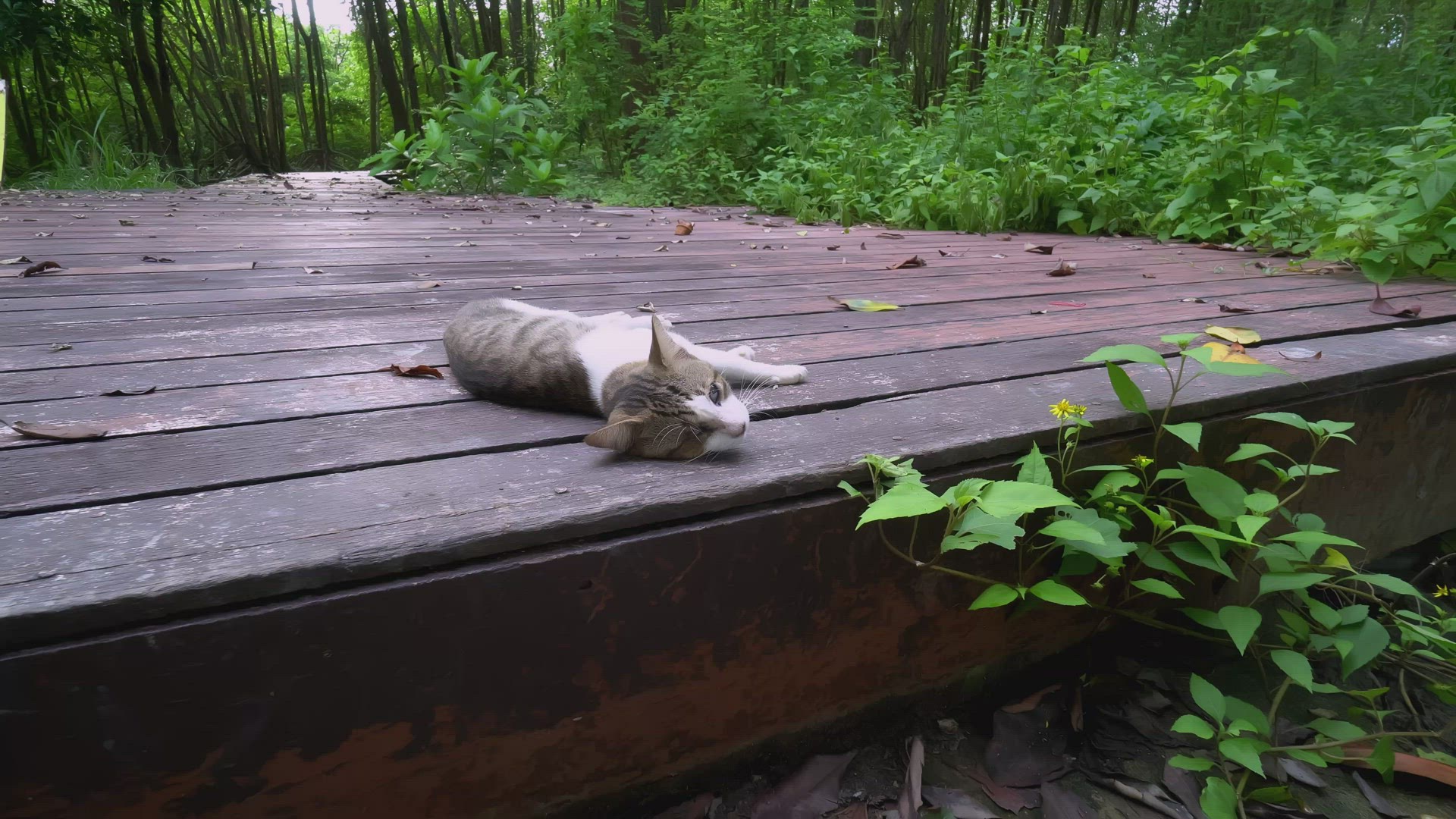 Move toward a cat lay at wooden bridge
