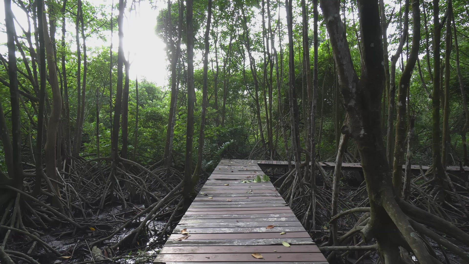 POV walk at wooden bridge
