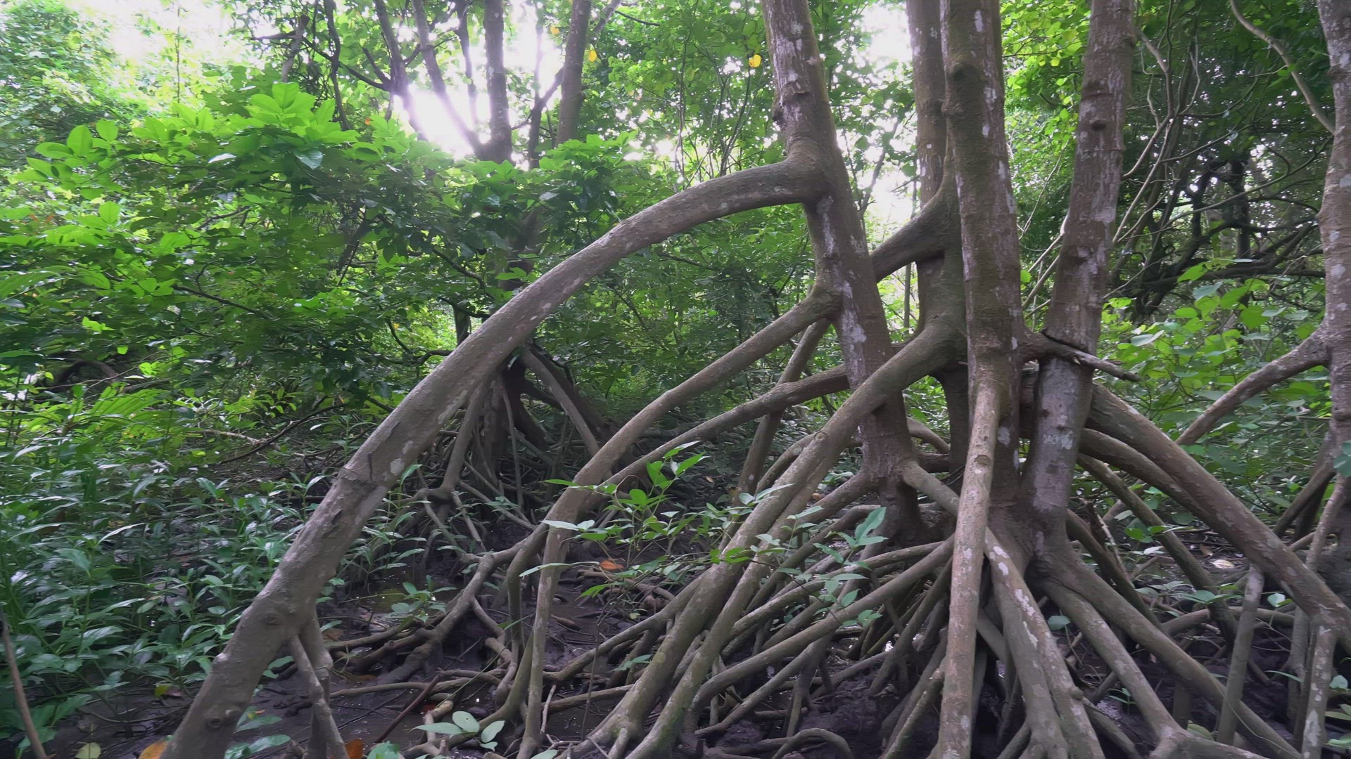 Panning tree root of mangrove