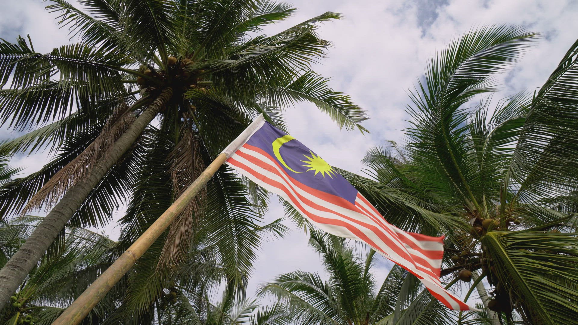 Malaysia flag waving under coconut