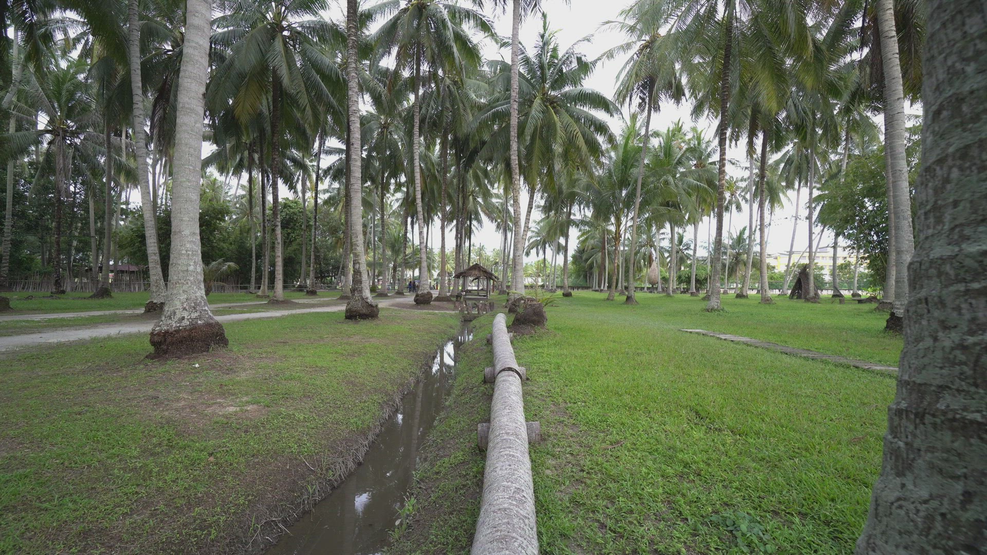 POV walk on coconut trunk