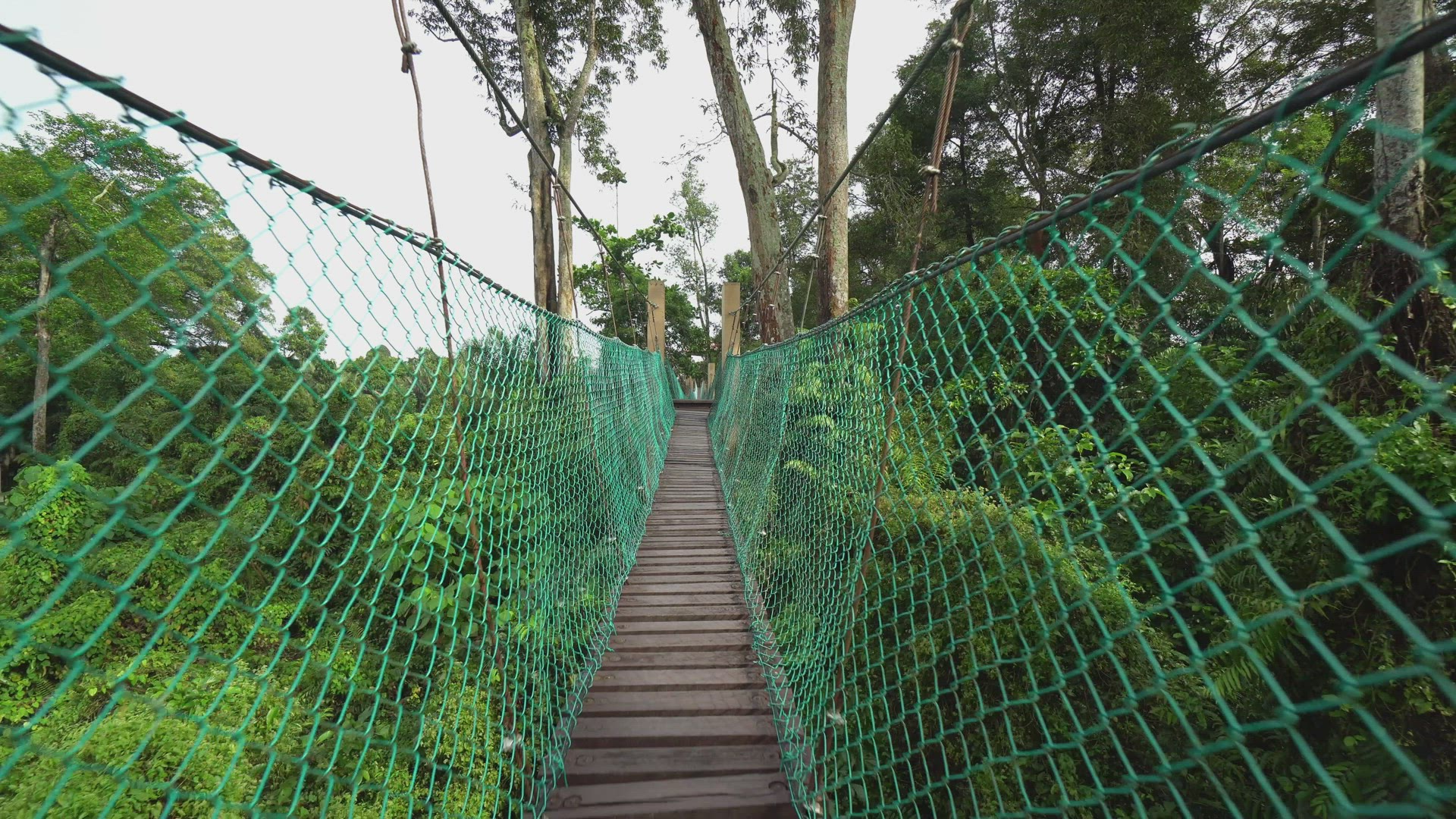 Canopy walk in Malaysia rainforest