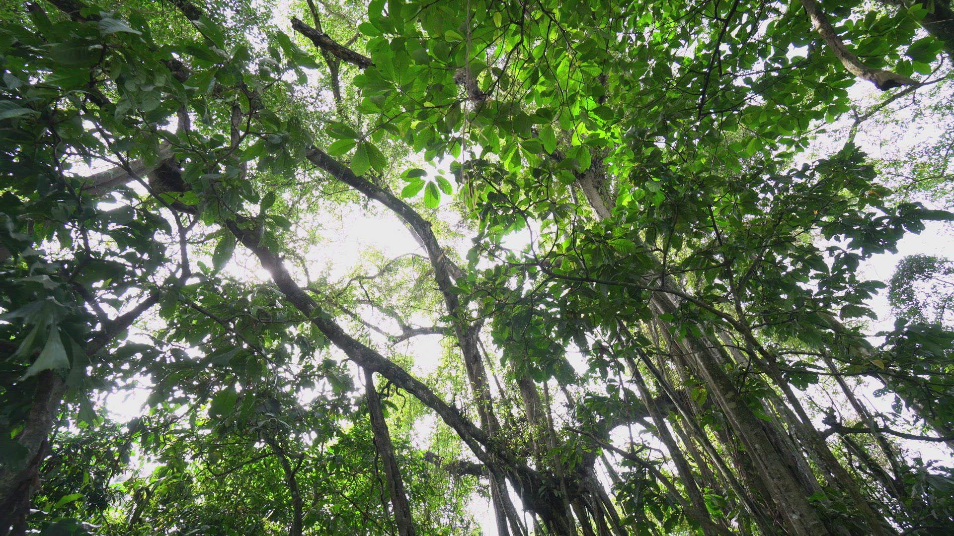 Look up the banyan tree in rainforest.