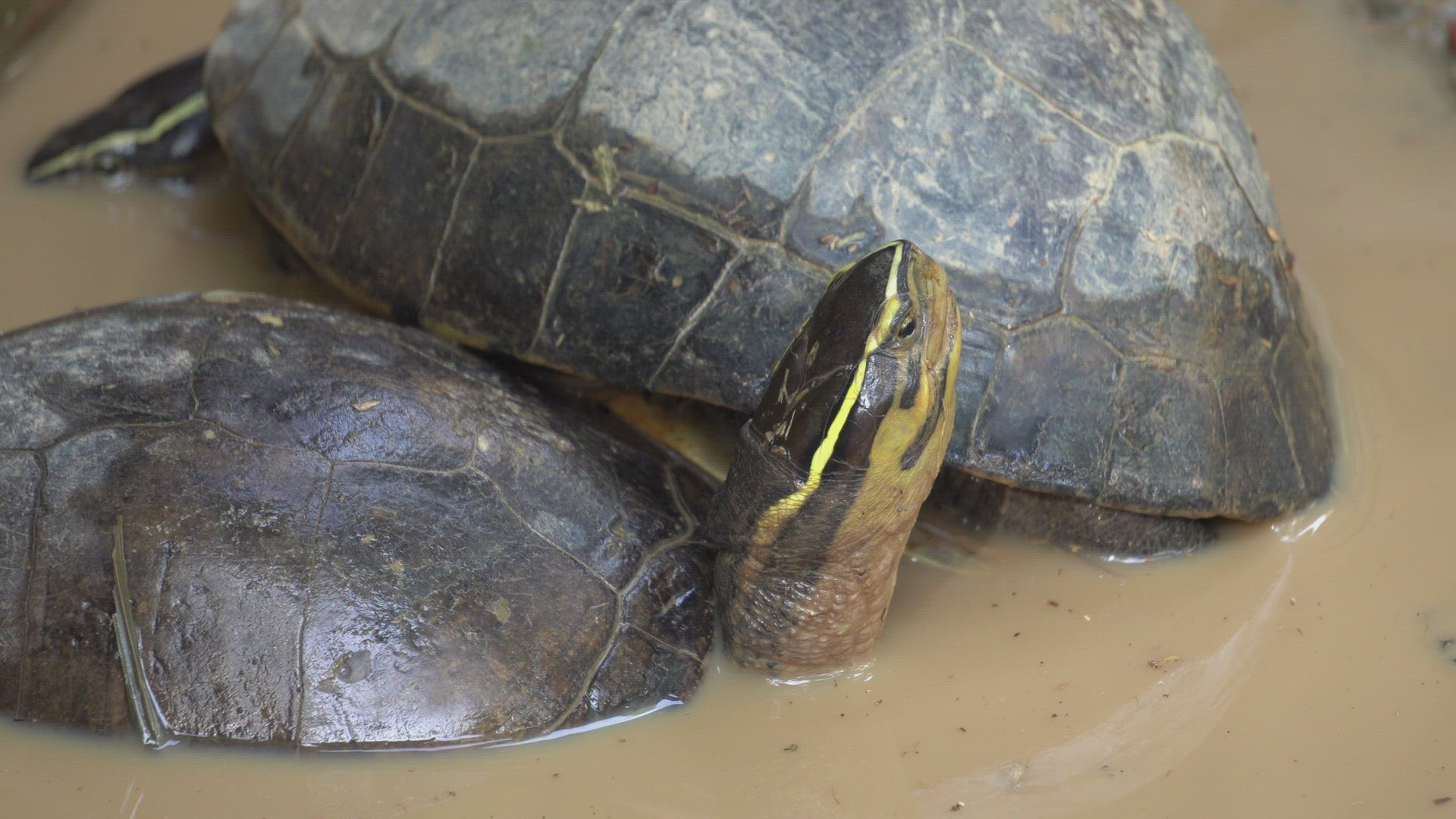 Tortoise in the mud water look