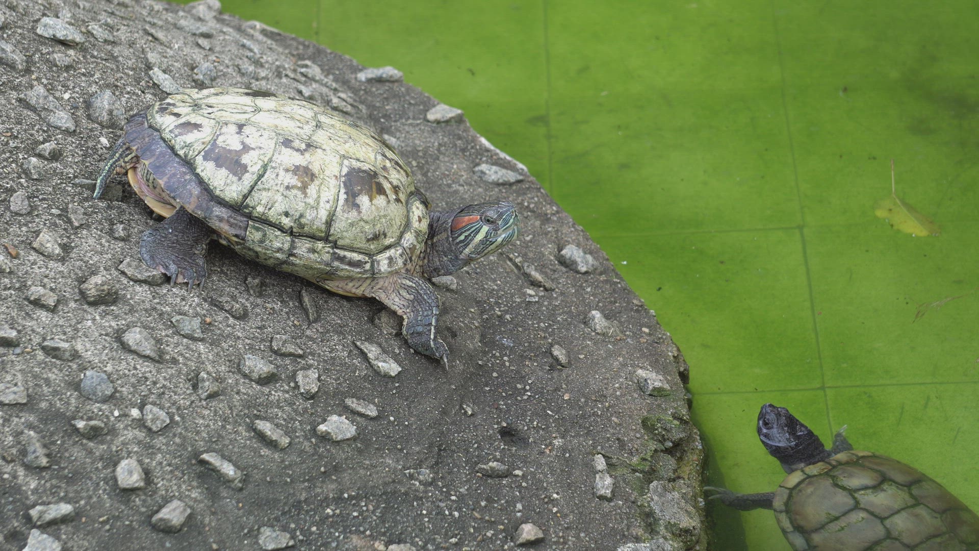 Tortoise is rest and swim