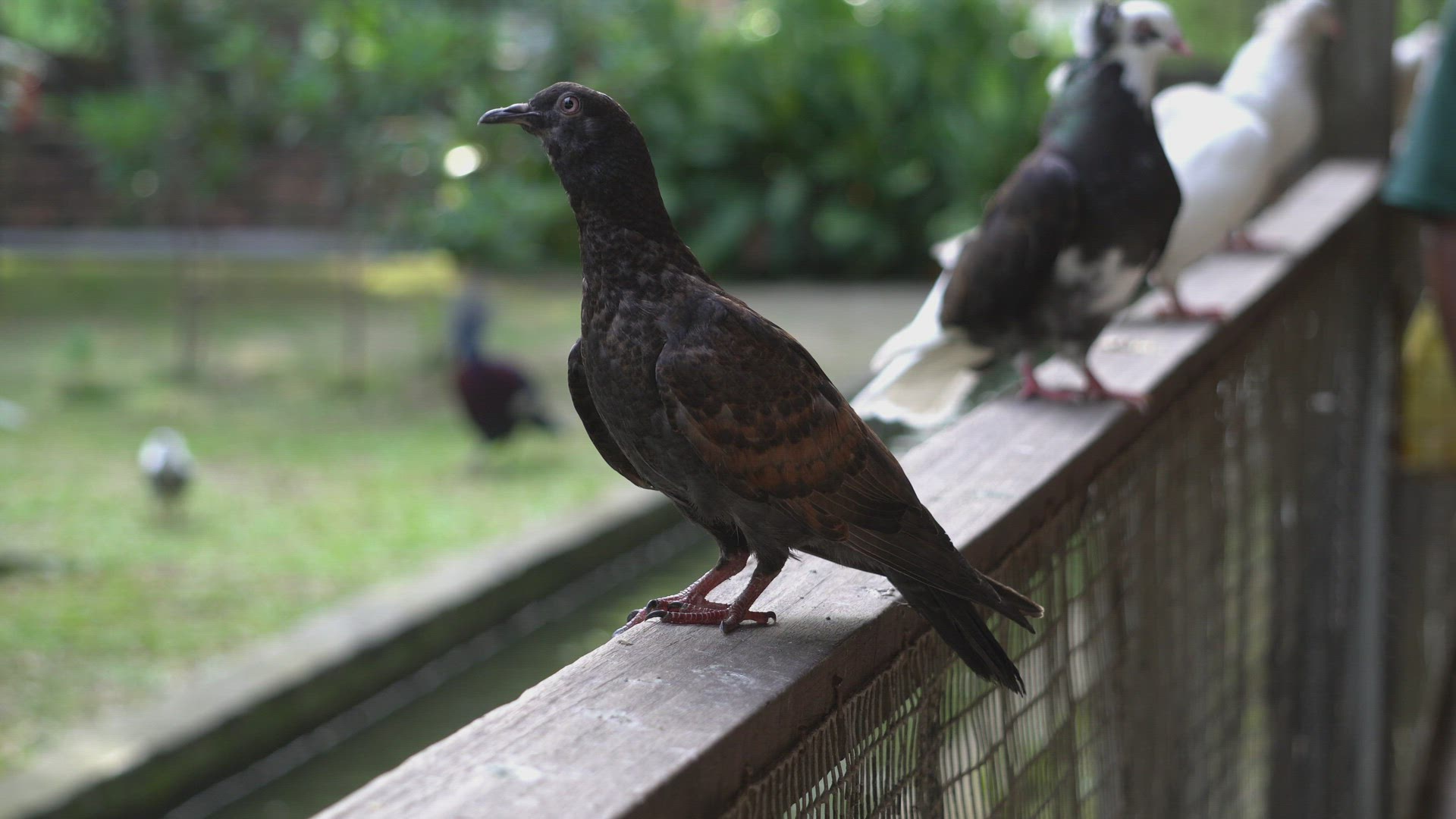 Pigeons stay at wooden support