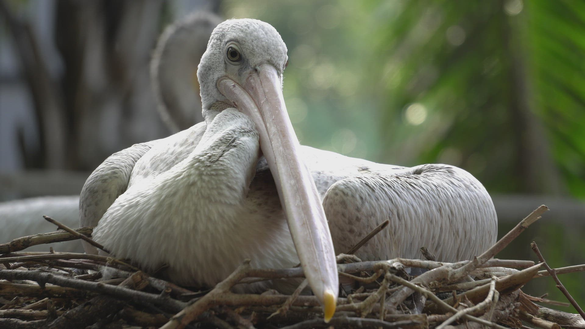 Close up Pink-backed Pelican