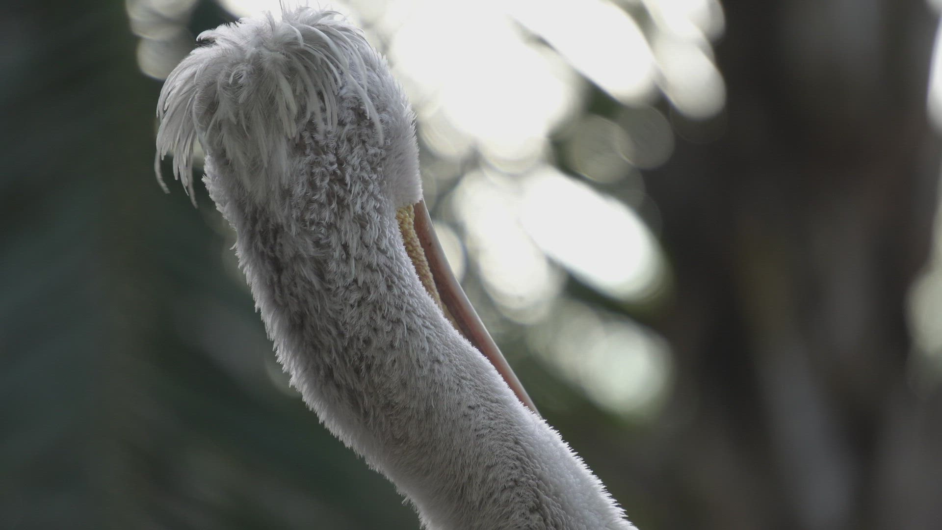 Close up the neck of Pink-backed Pelican