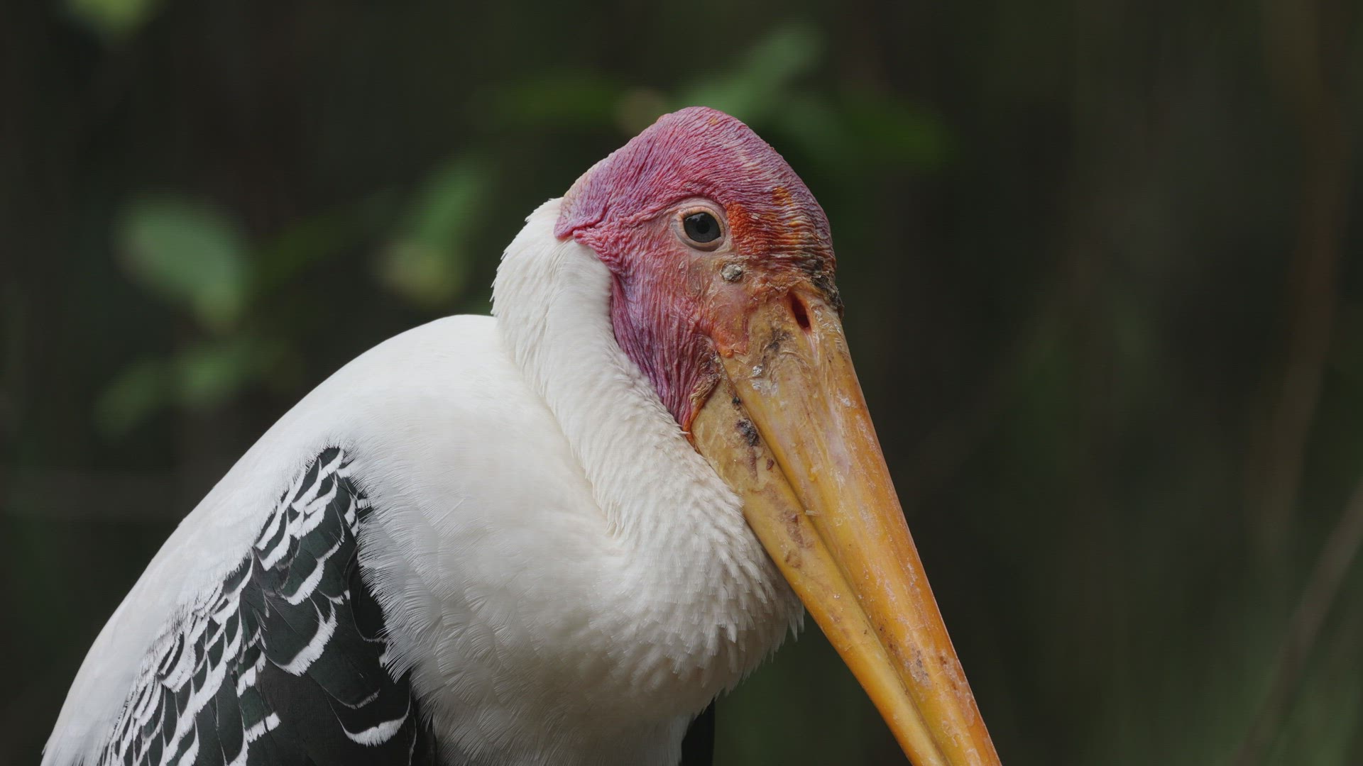 Close up milky stork bird face