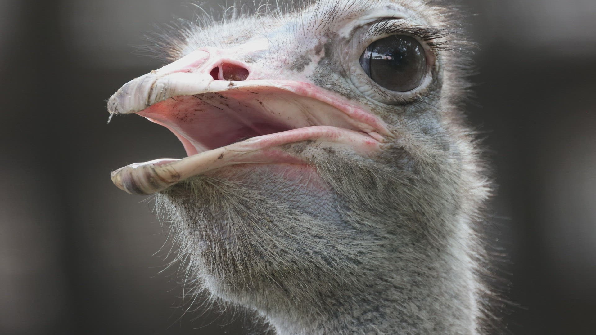 Close up Blue-necked Ostrich