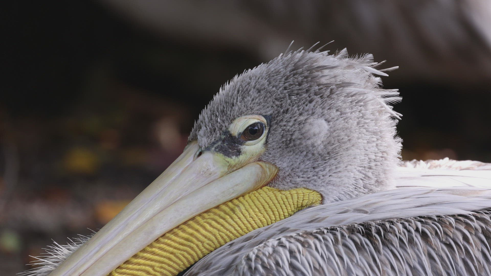 Close up Pink-backed Pelican eye