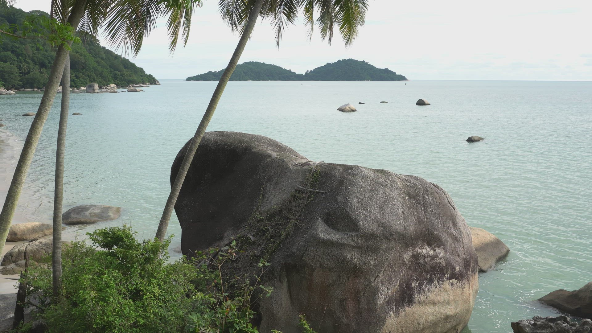 Tilt shot coconut trees at island
