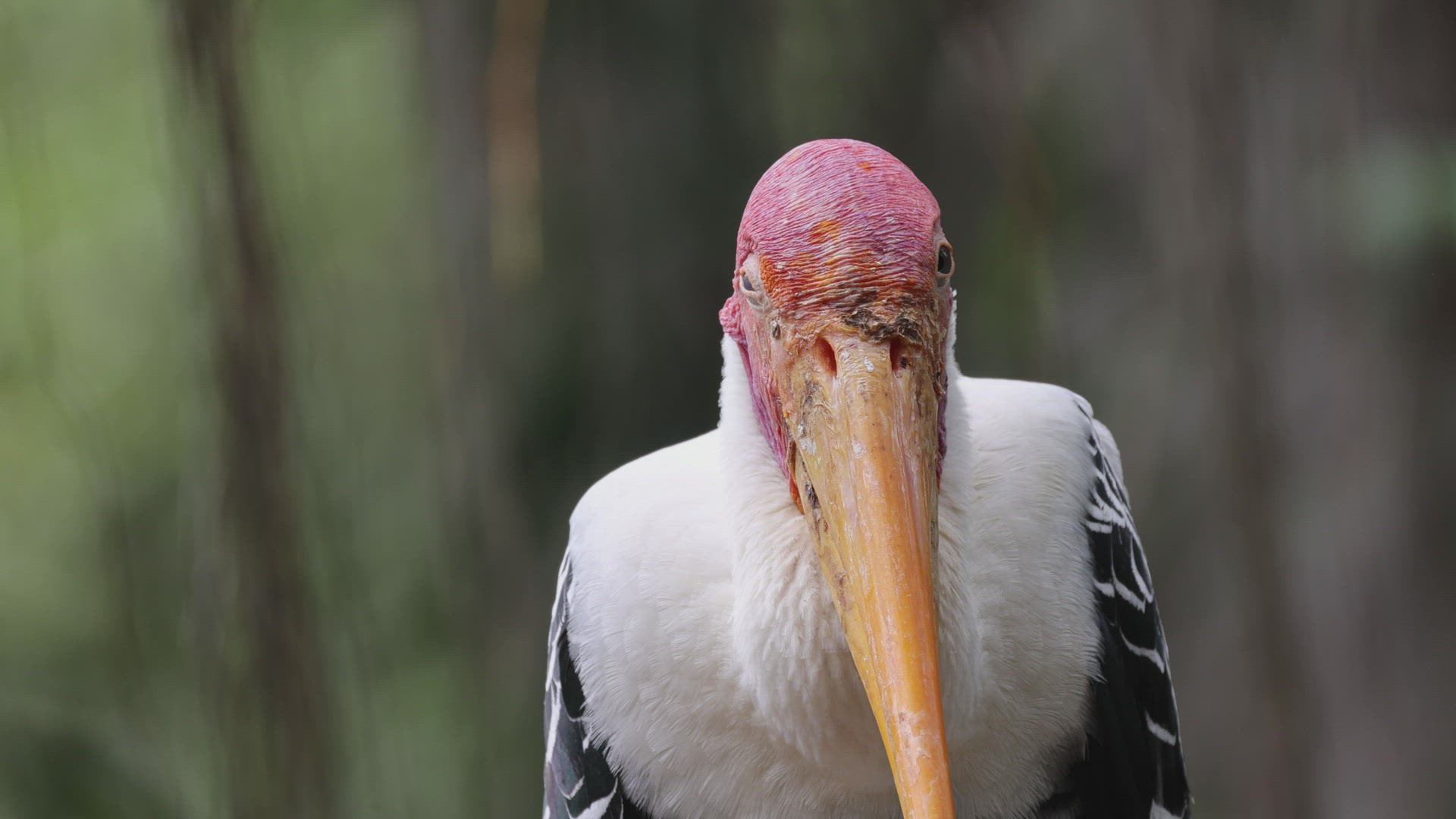 Close up the face of milky stork look