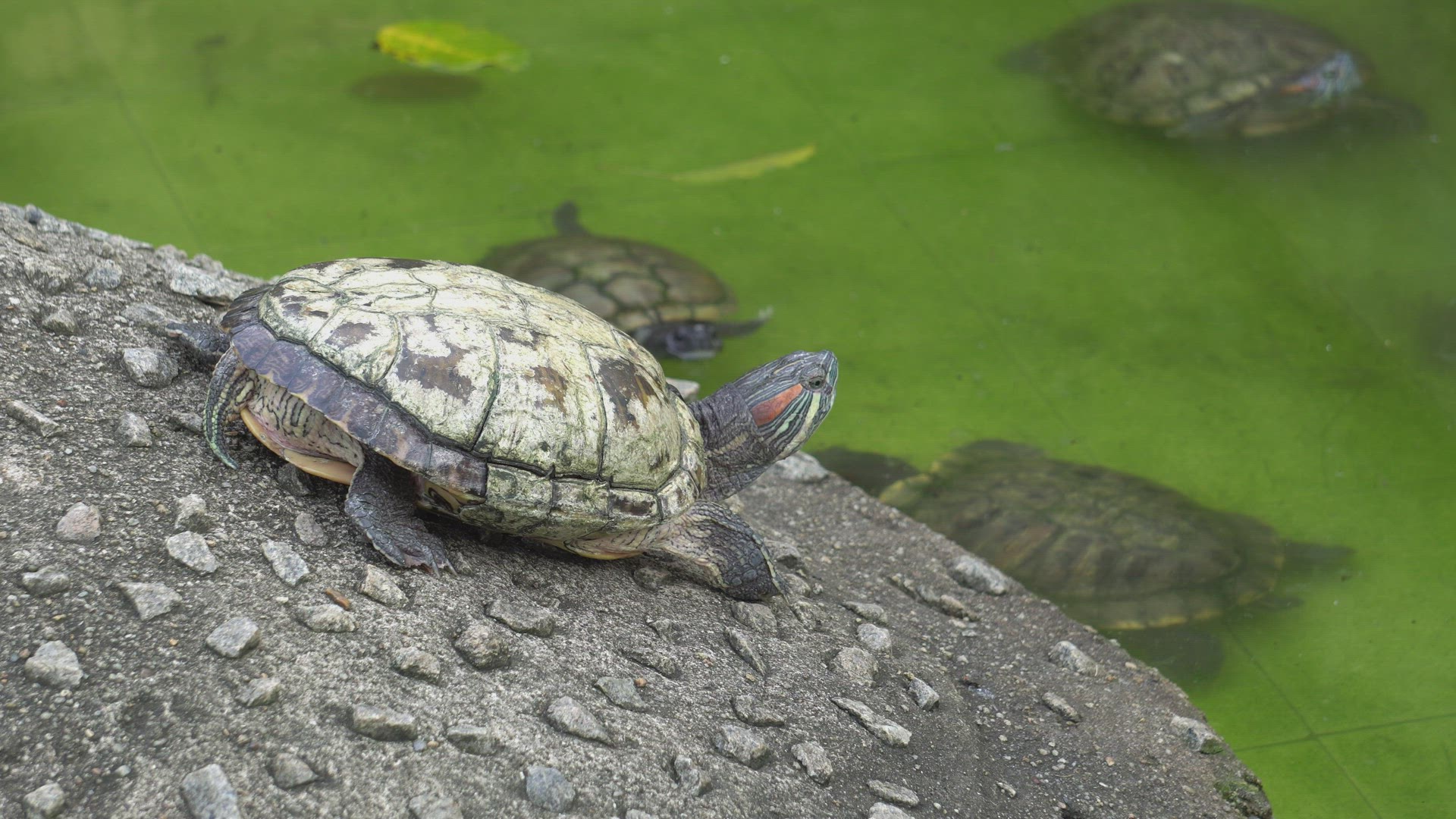 Tortoise at the land look at the partner swim