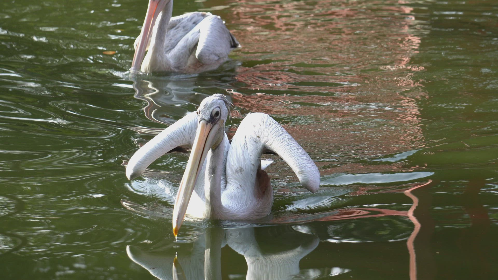 Pink-backed Pelican grab fish