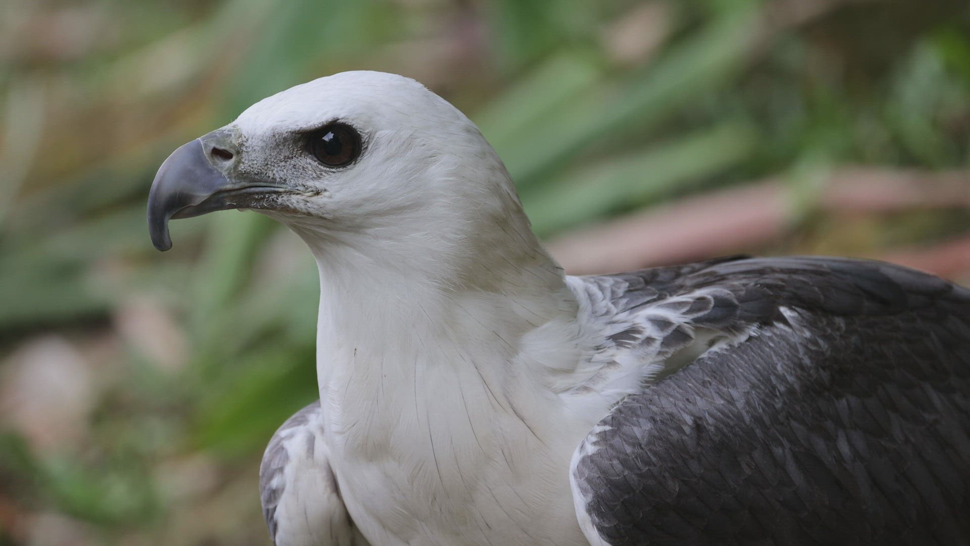 Close up White Bellied Sea Eagle