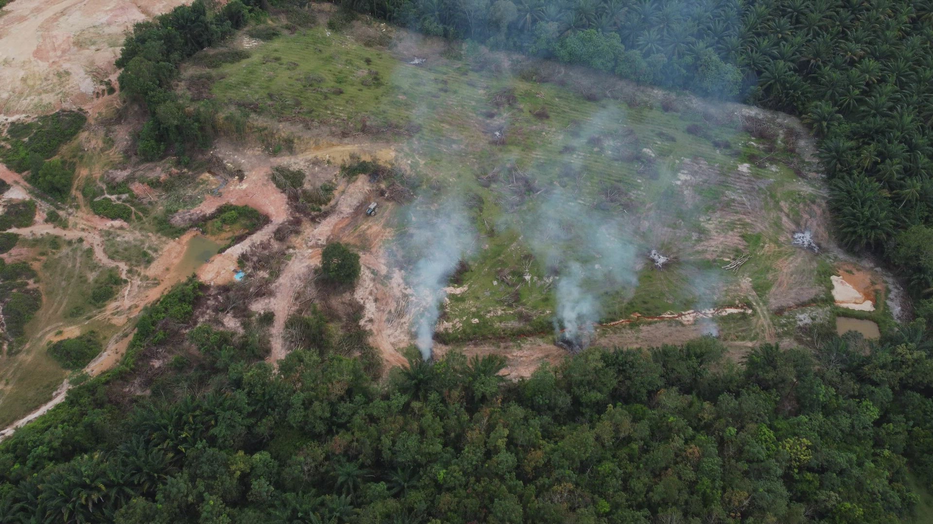 Palm trees is cleared and burn