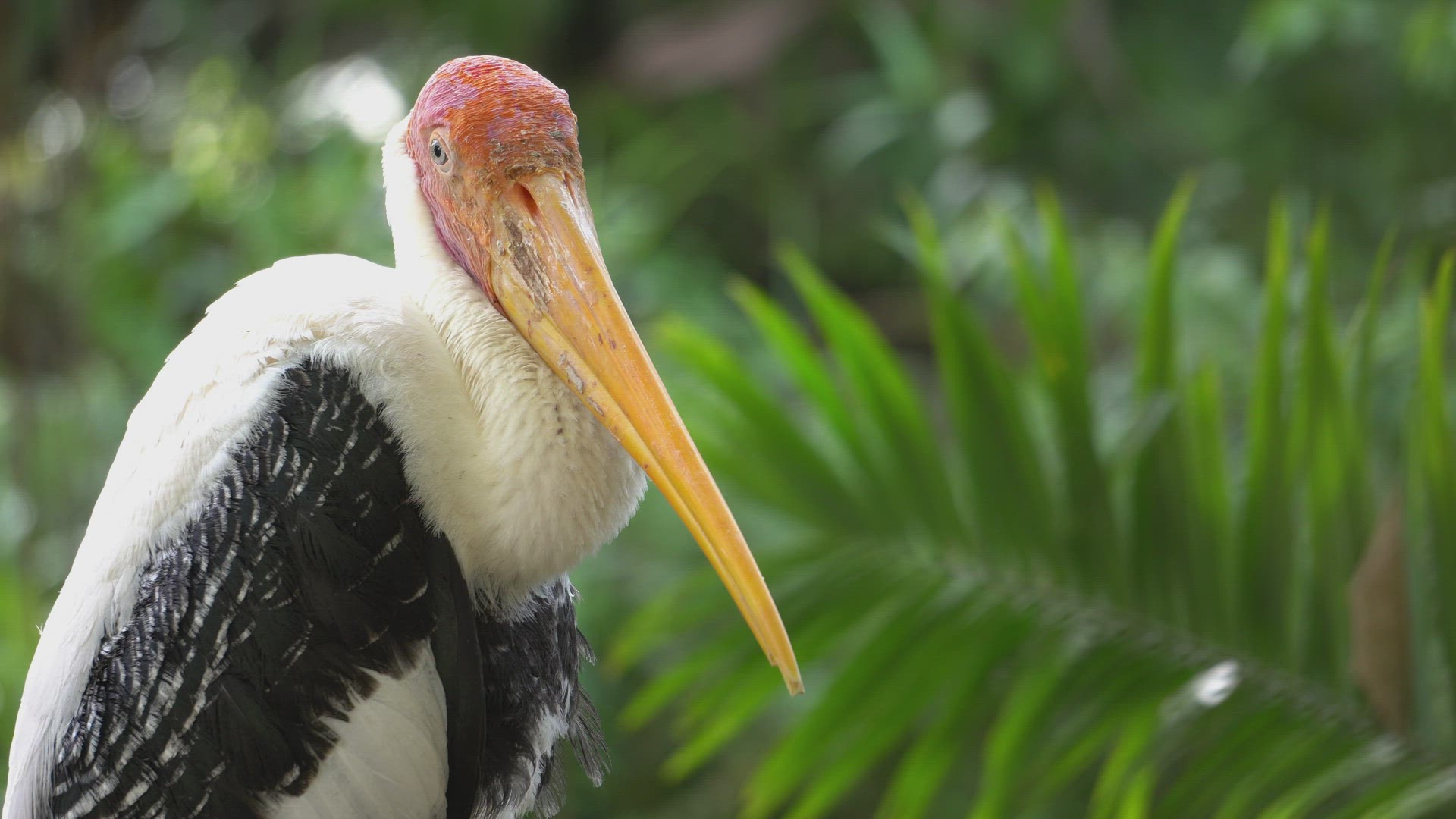Close up milky stork face