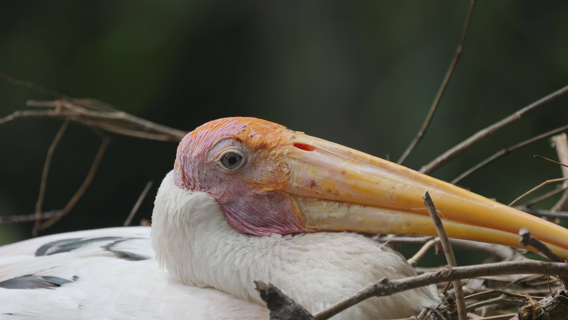 Milky stork at the nest.