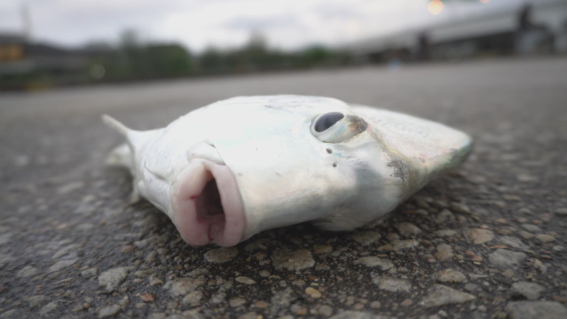 Close up the eye of sicklefish move around and breathe before dead.
