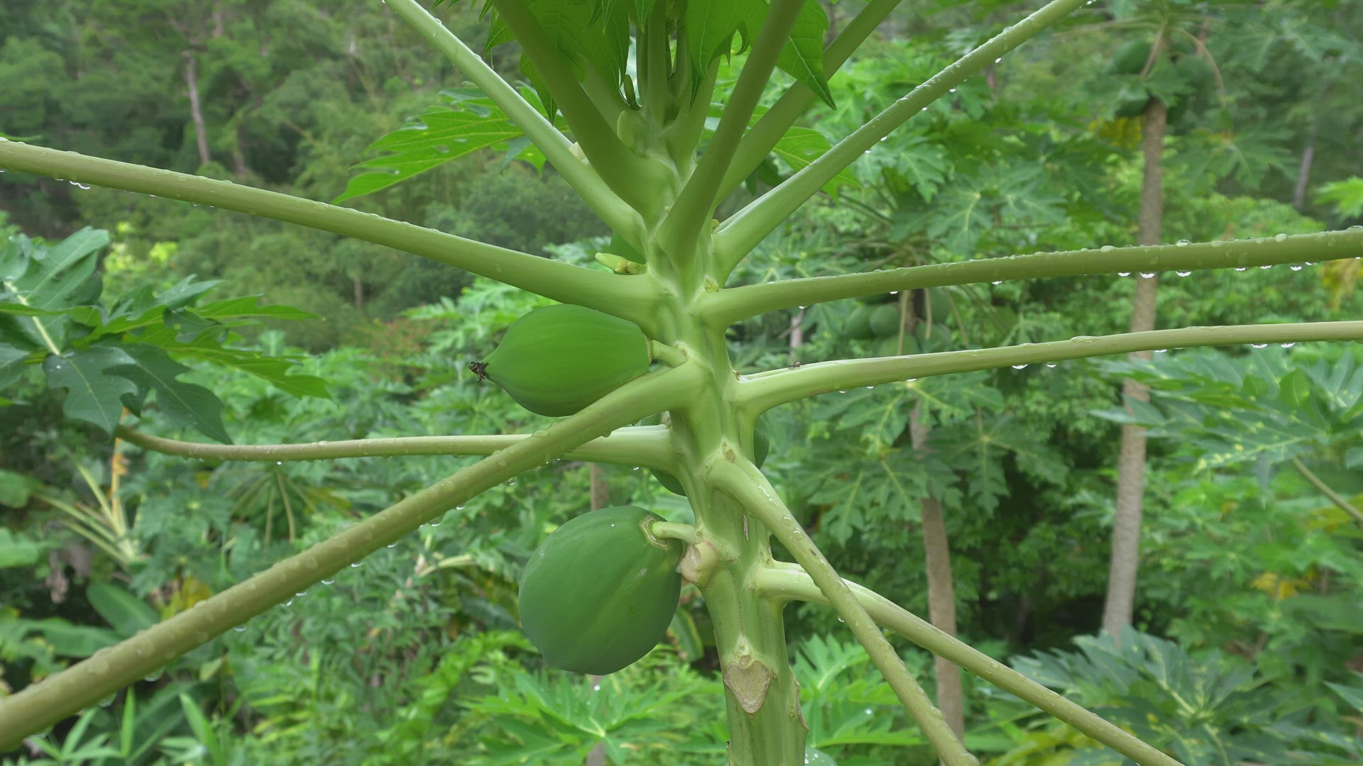 Papaya fruit grow at tree.