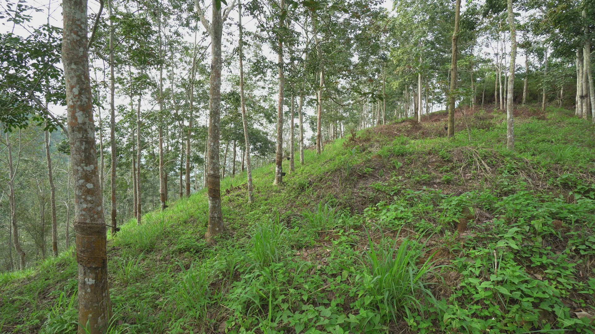 Tilt up shot rubber tree plantation
