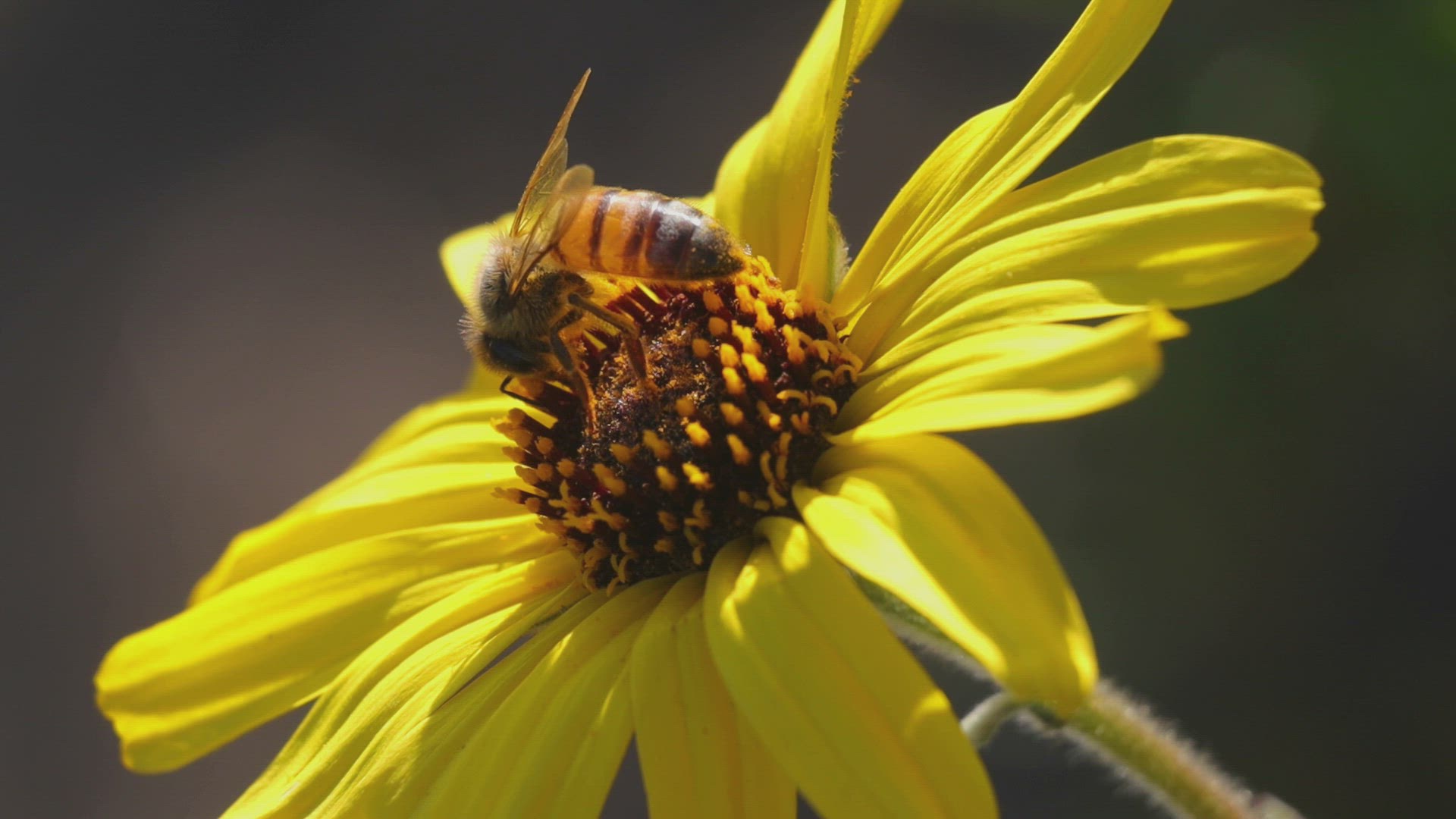 Western honey bee forages on a California brittlebush