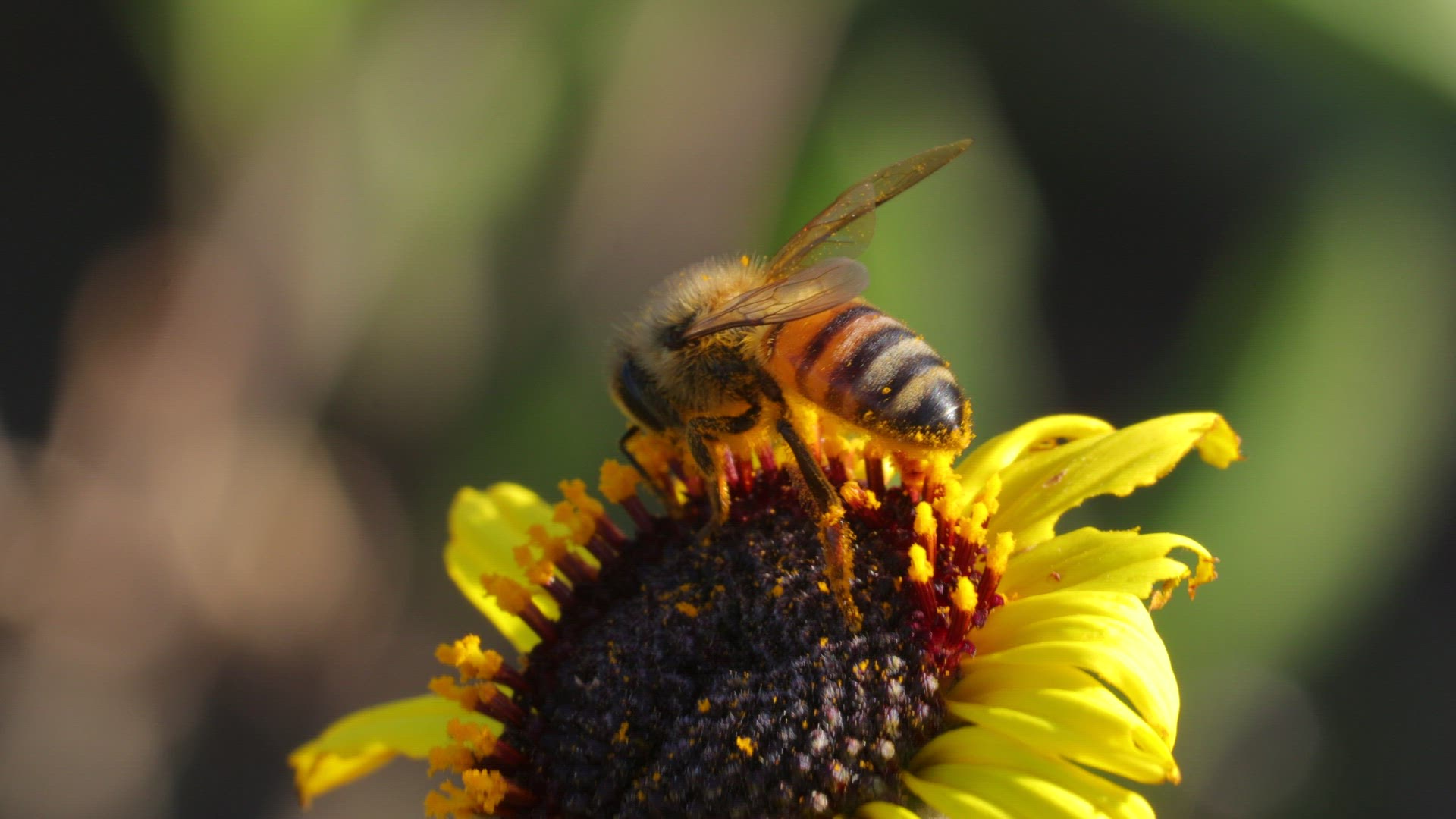 Western honey bee forages on a California brittlebush