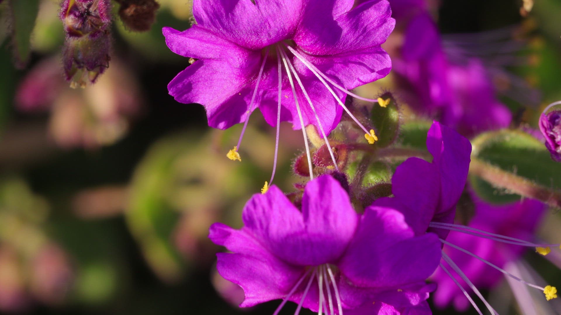 Rhododendron in bloom