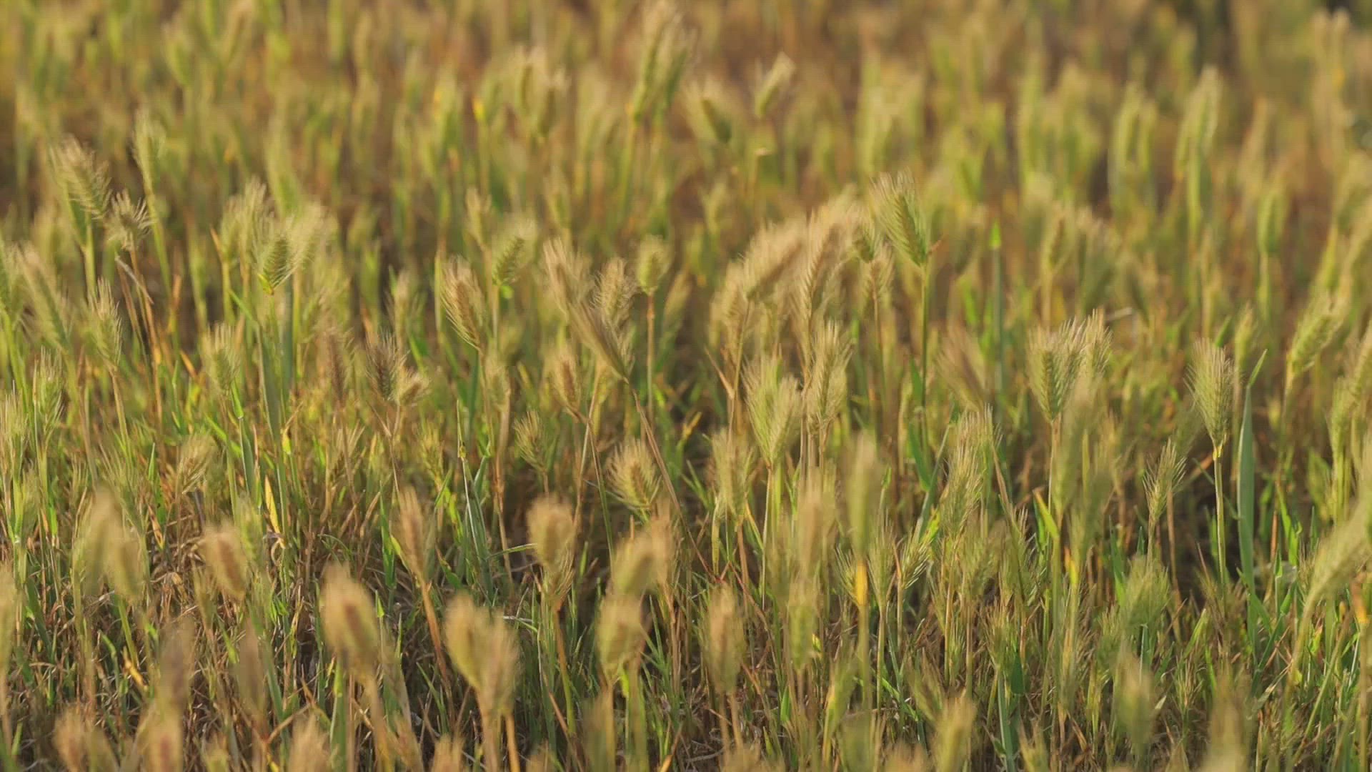 Barley swaying in a gently breeze