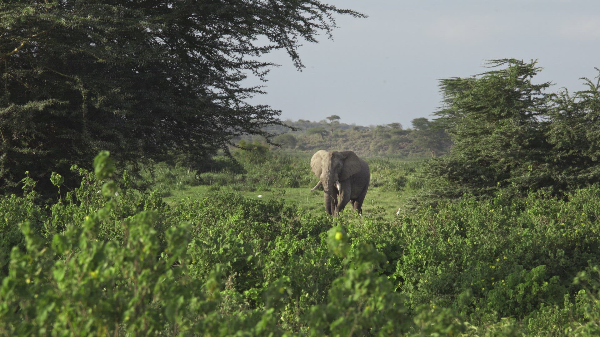 Sunny wide shot through bushes of elephant in distance