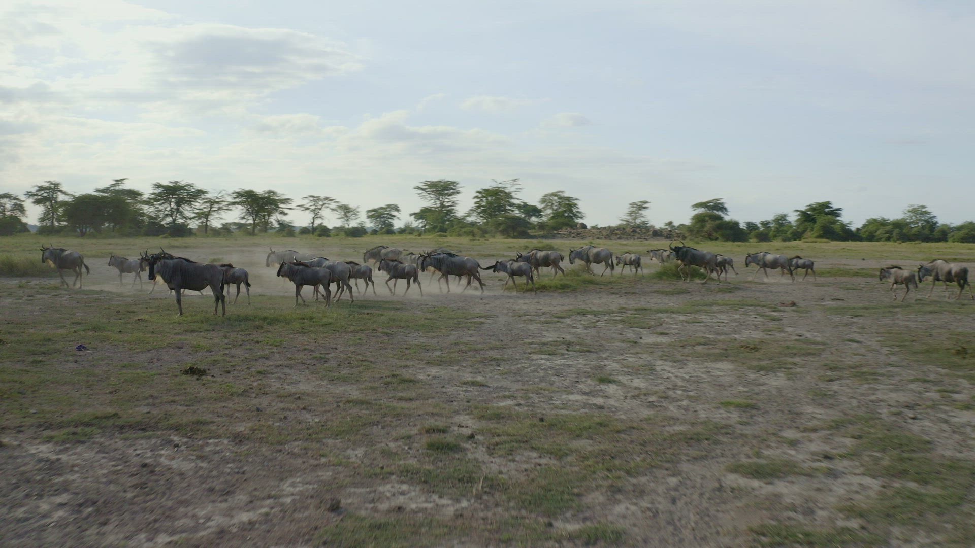 Aerial shot of wildebeest run through dust during migration