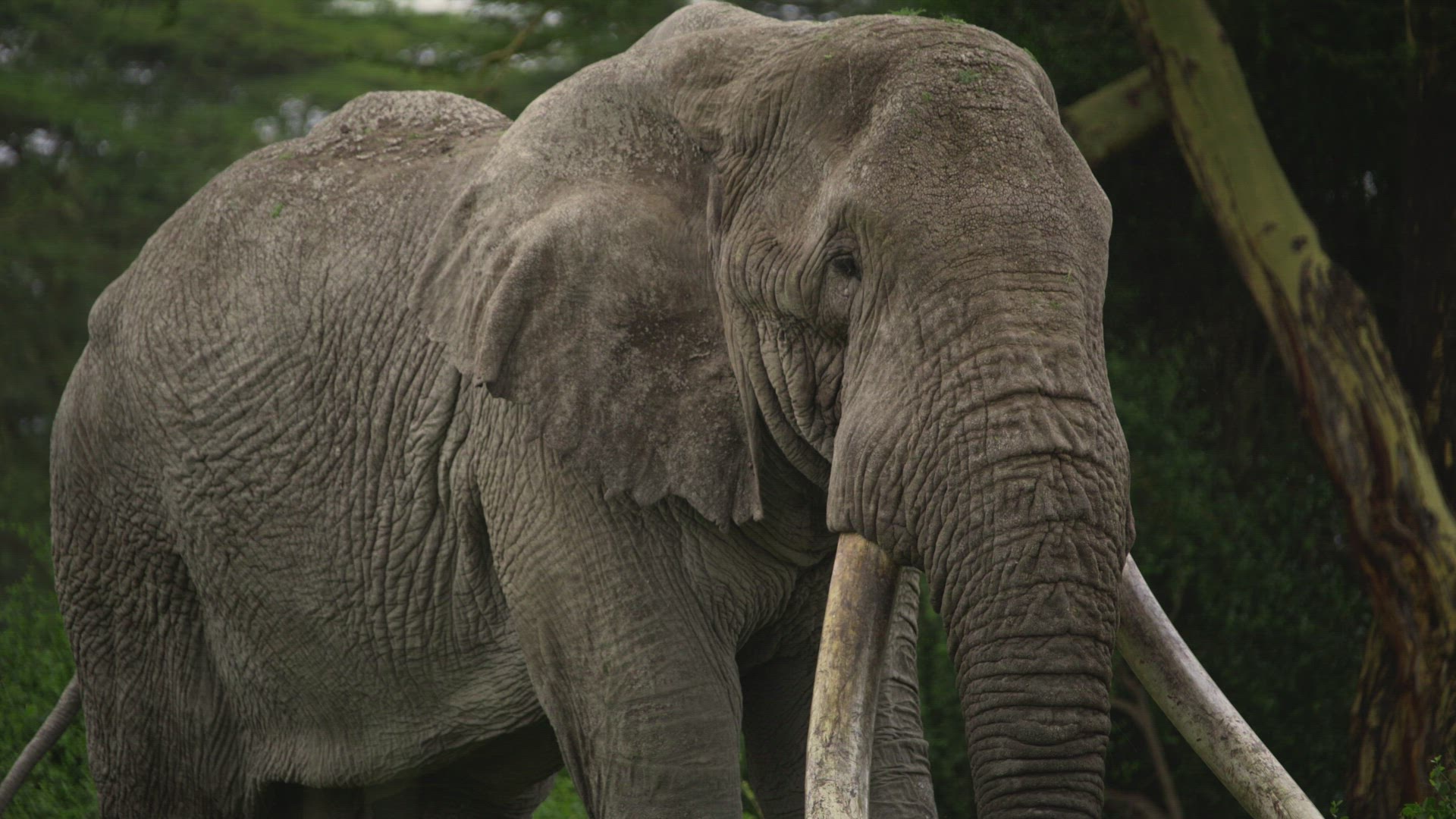 Medium close 3/4 shot of Tim the Tusker elephant flapping ears
