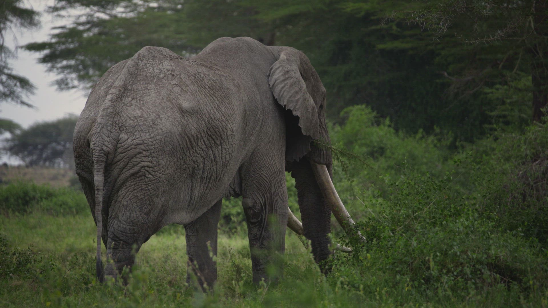 3/4 rear shot of Tim the Tusker elephant while flapping ears