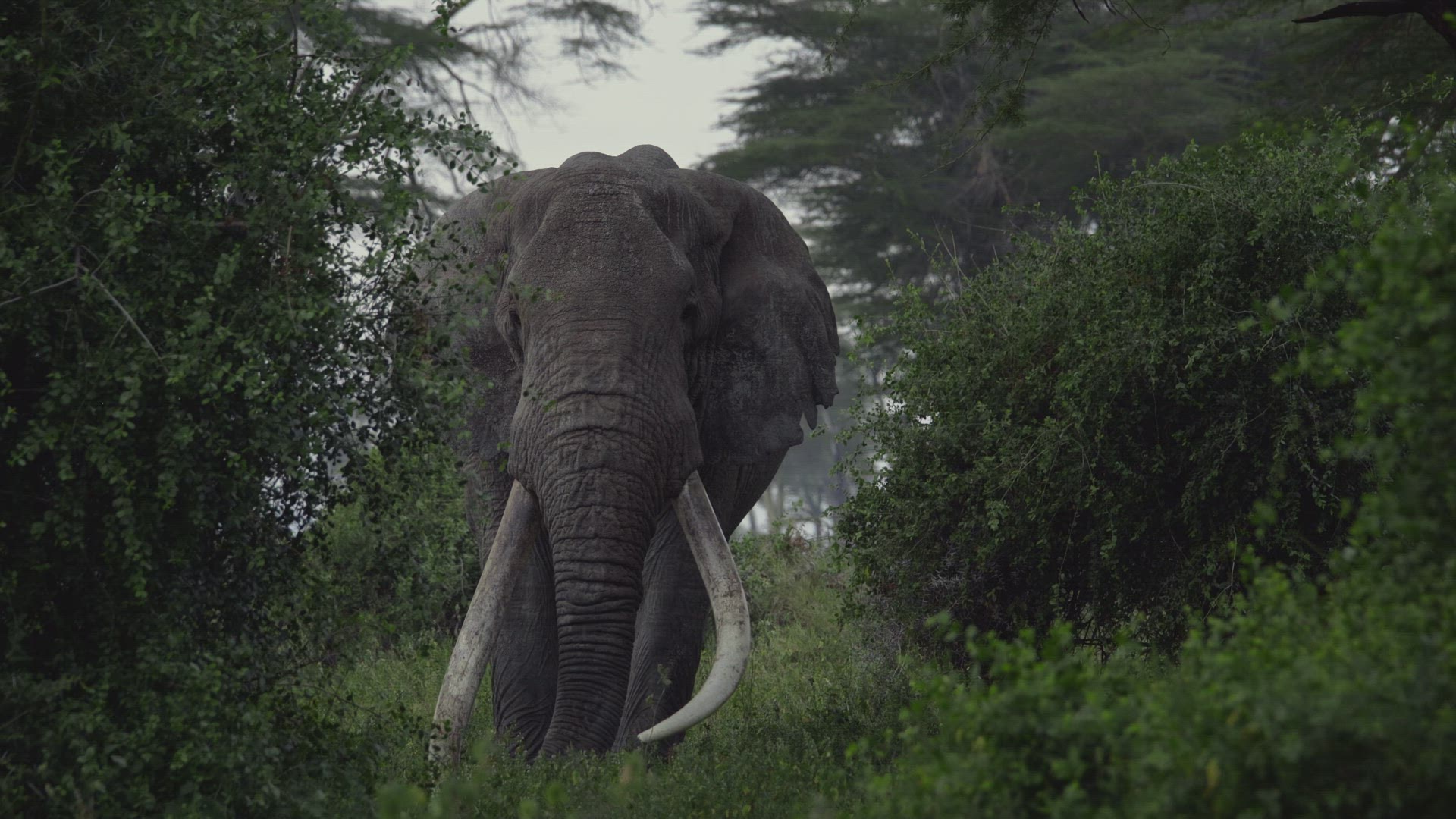 Medium shot of Tim the Tusker elephant framed by bushes