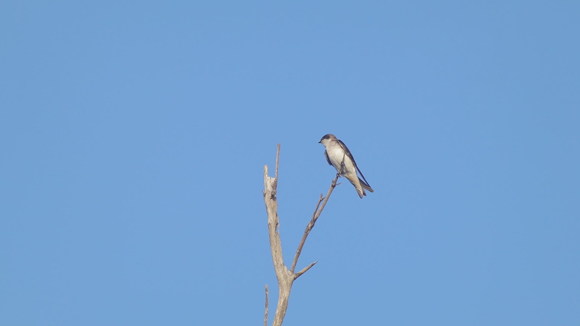 Tree swallow stretches its wings while perched on a snag, Southern California