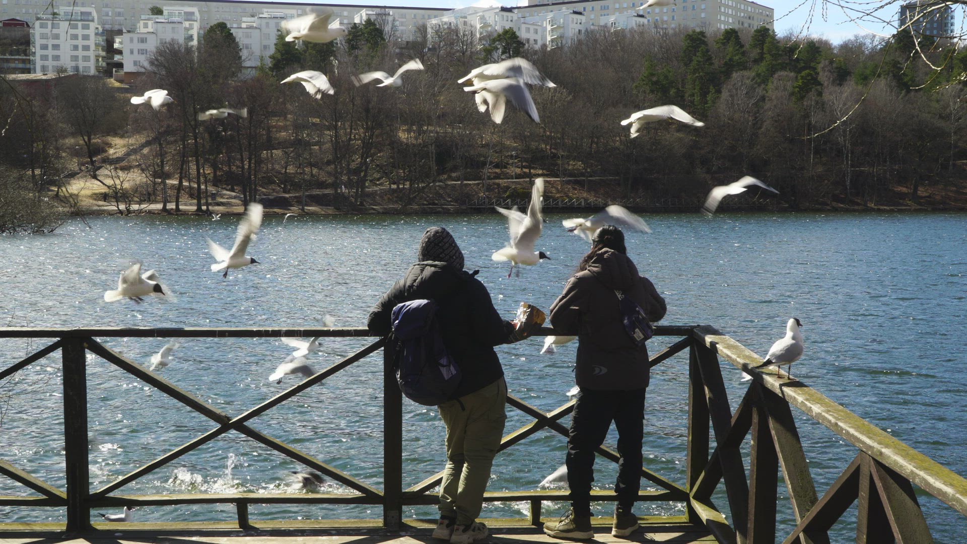 feeding animals - standing on jetty at small lake
