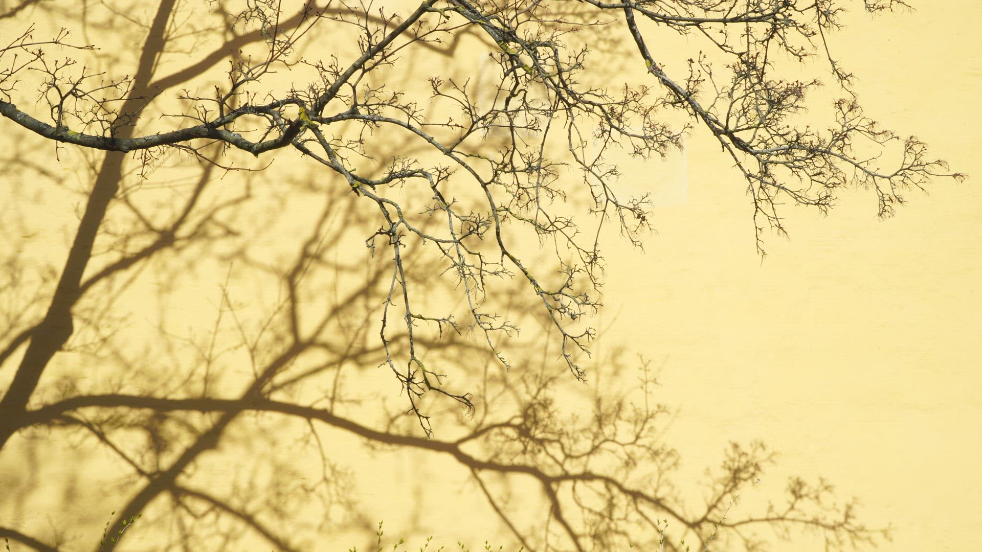 tree branches - shadows on yellow wall - spring - no leaves
