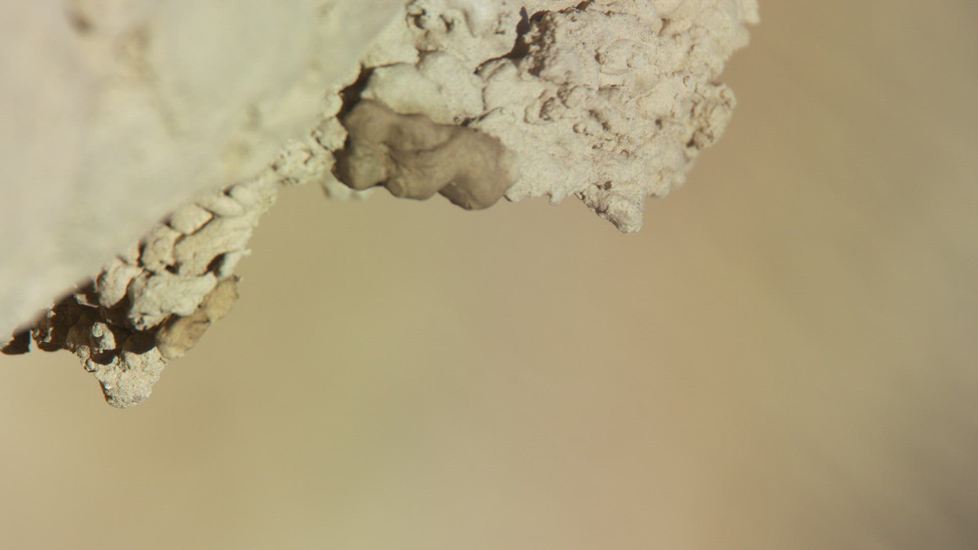 American Cliff Swallow / Midwest / South Dakota