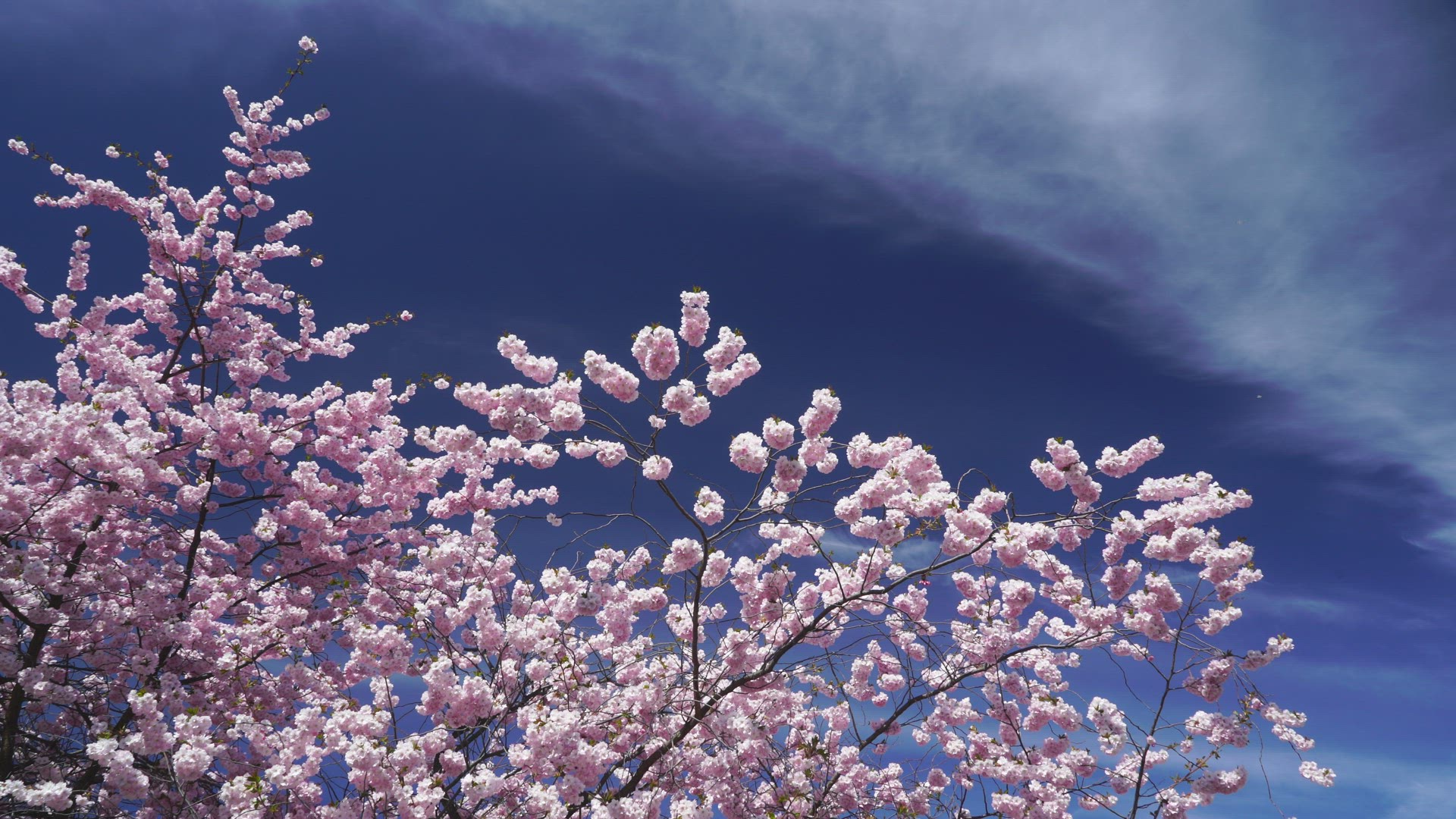 cherry tree in bloom - blossoming