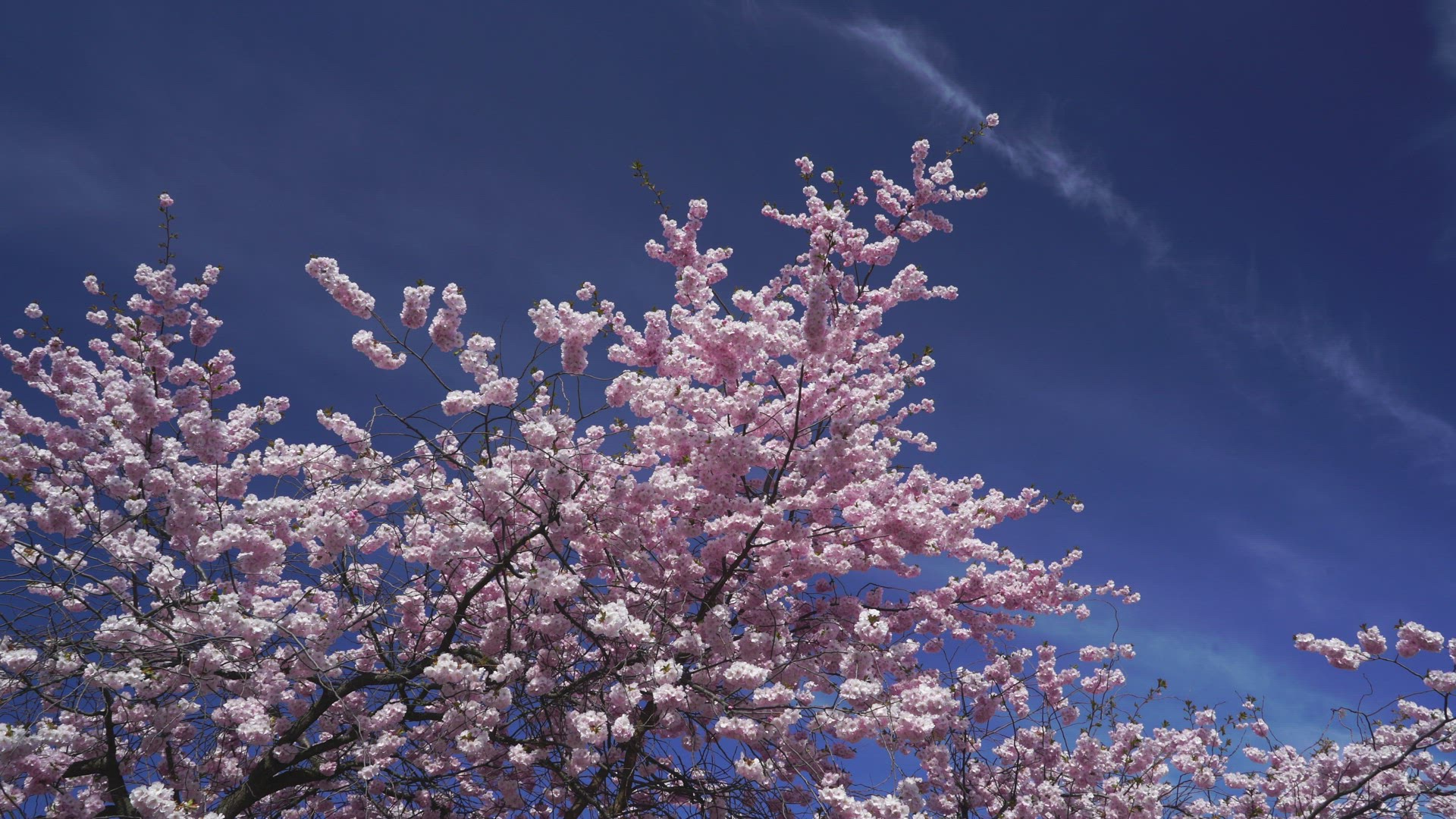 cheery tree in bloom - flowers blossoming
