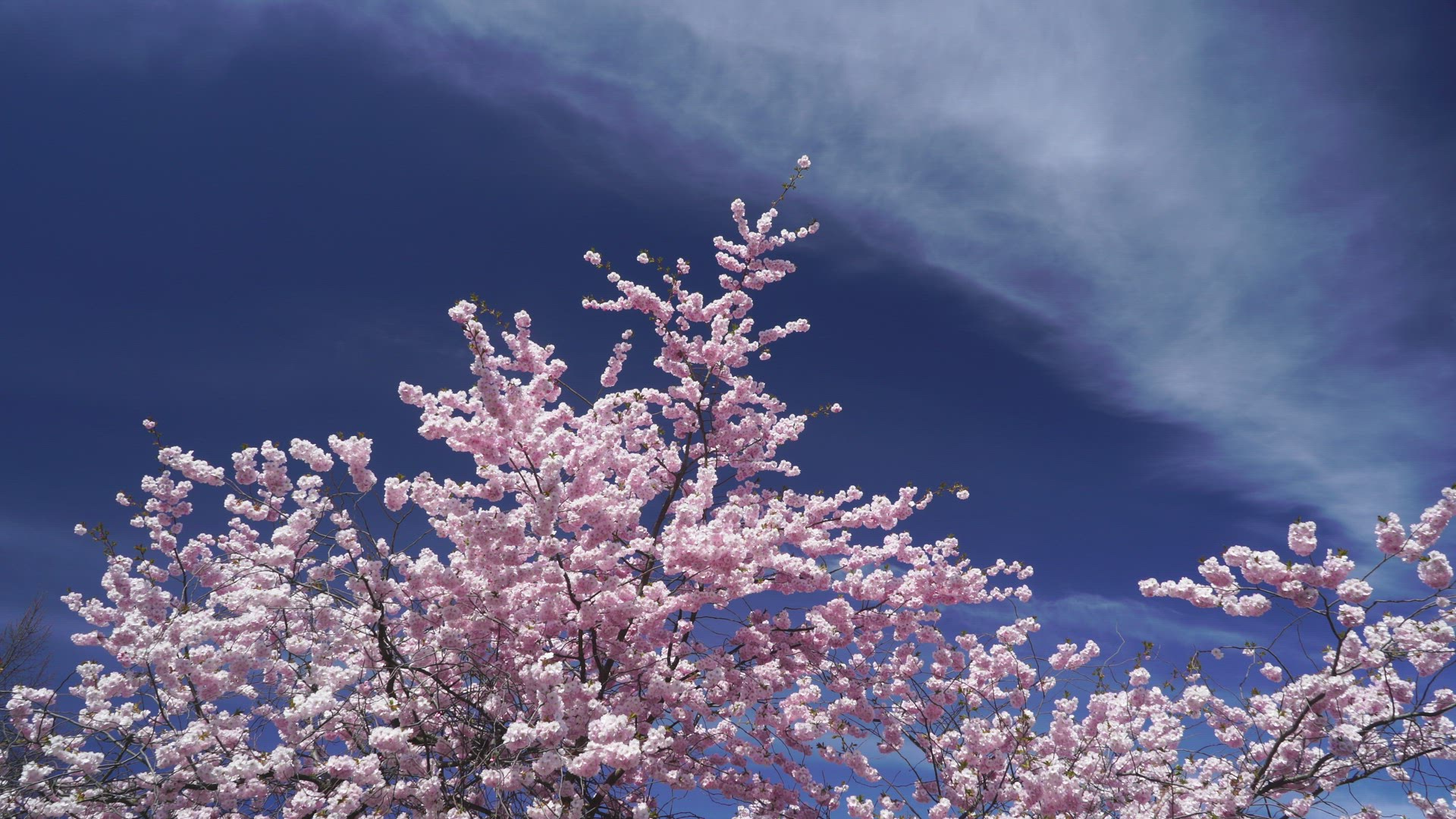 cherry tree in bloom - blossoming