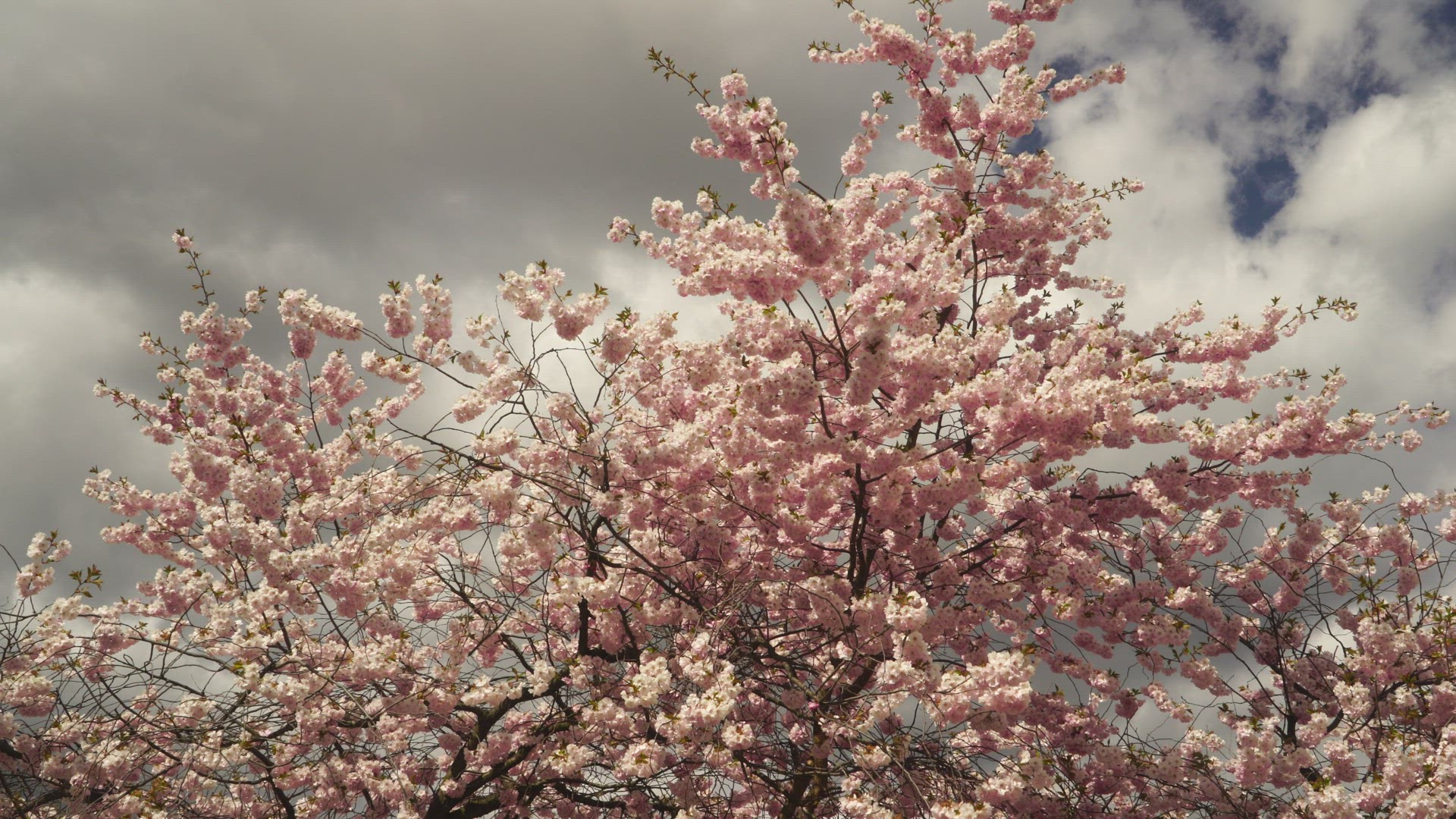 cherry trees with blooming flowers - pan