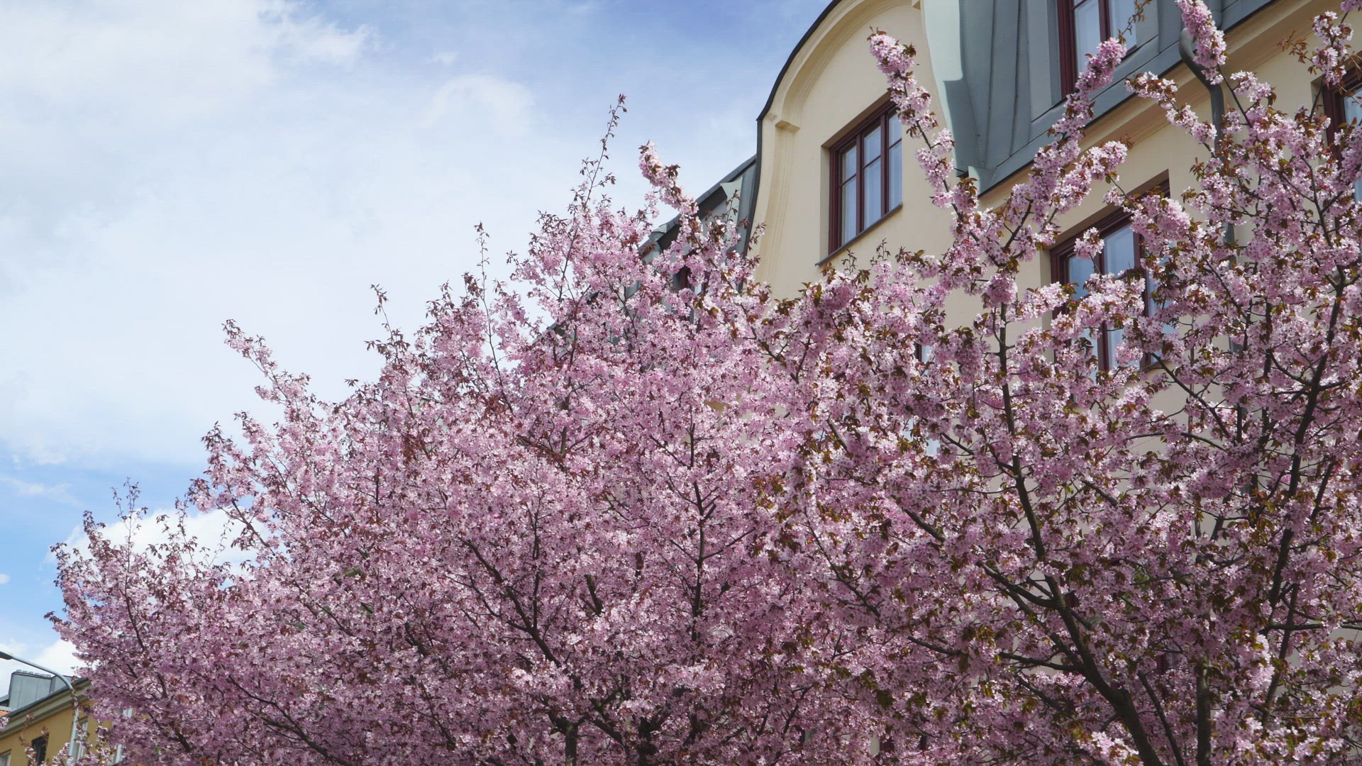 cherry trees in bloom - tenement house in background