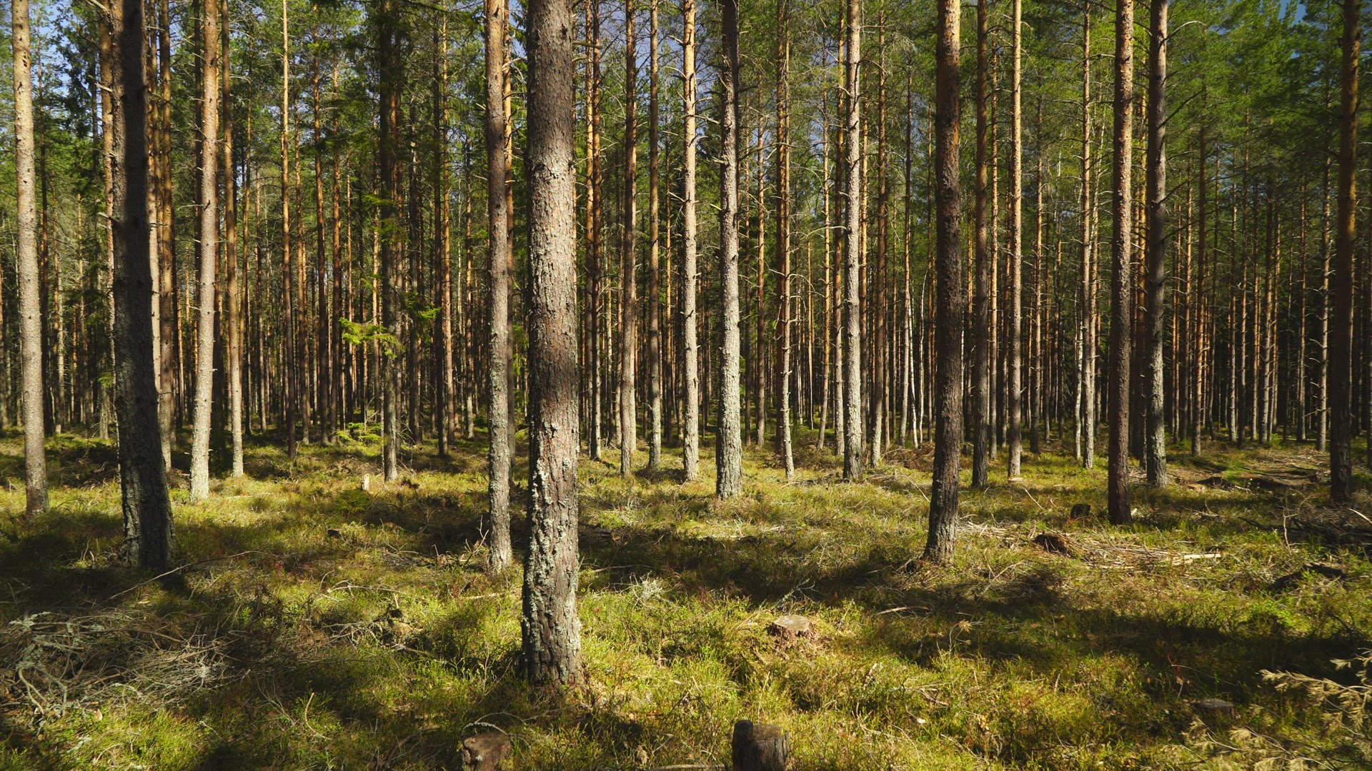 interior - trees in swedish forest - tilt