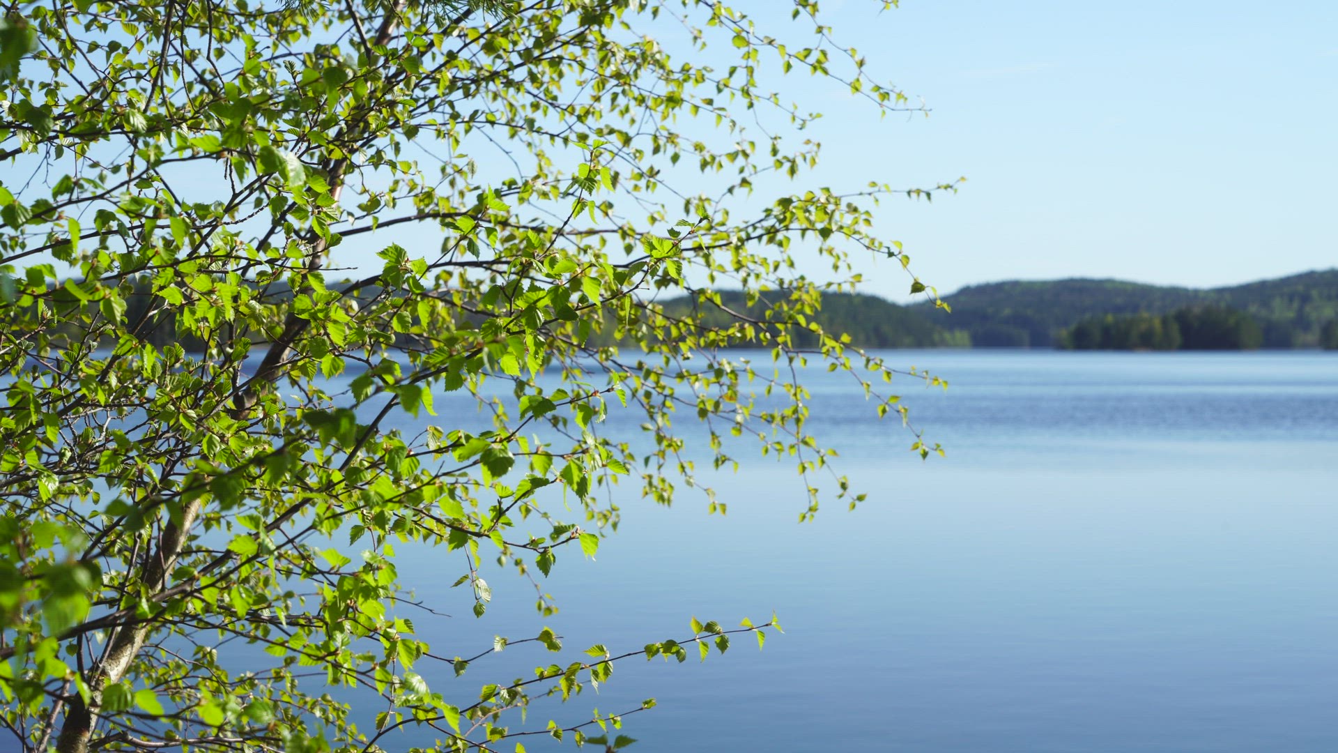 birch tree branches with green leaves - lake and forest in background