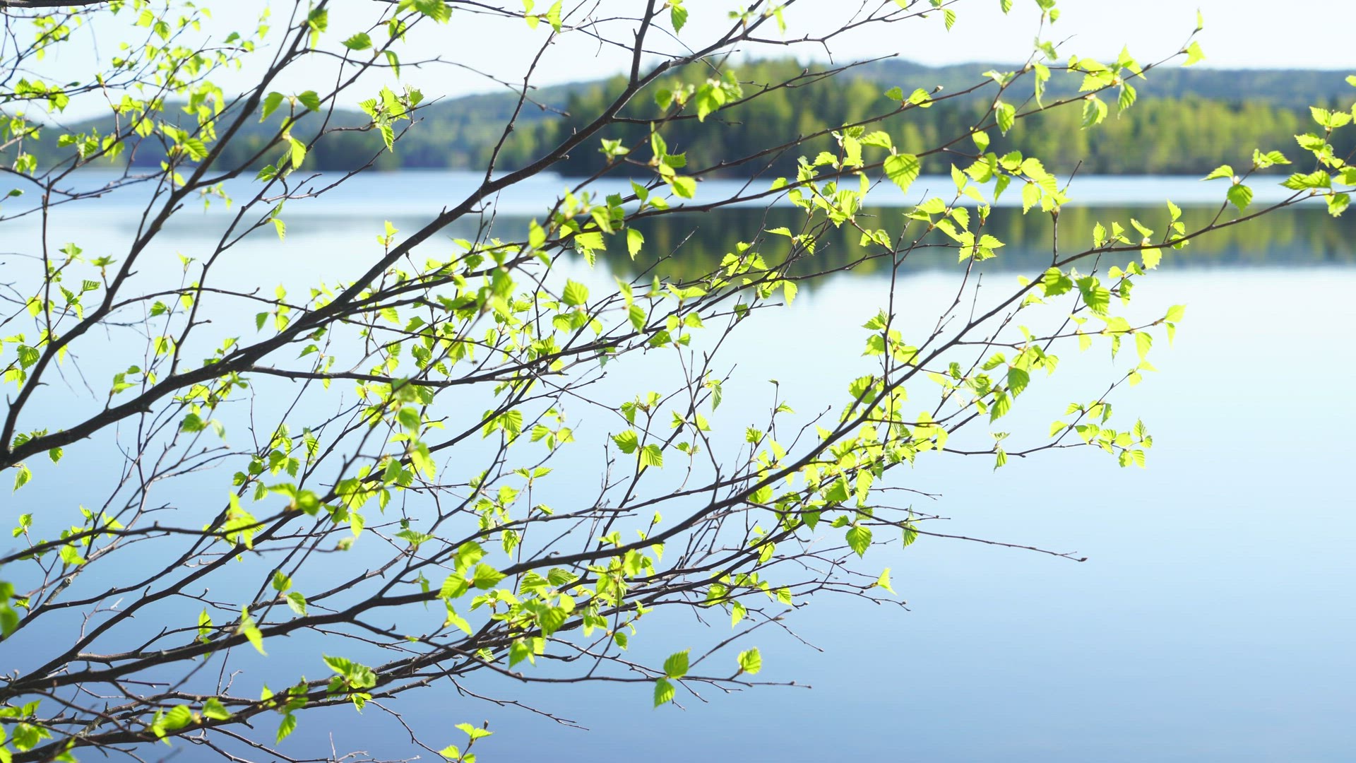 birch tree branches with green leaves - lake and forest in background