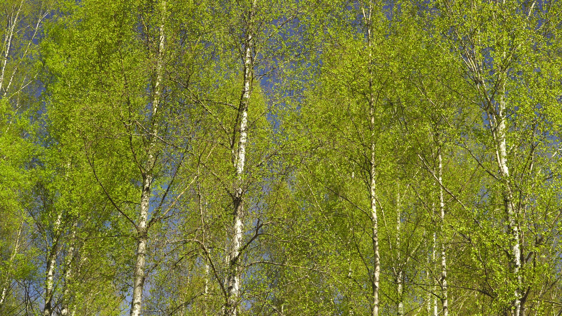 birch trees in spring colours